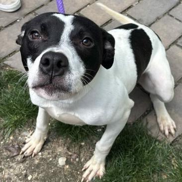 Solo, Adoptable, Young Male Terrier.