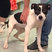 Enlarge Solo, a Adoptable Terrier in Calverton, NY image 2/4