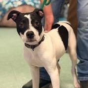 Enlarge Solo, a Adoptable Terrier in Calverton, NY image 4/4