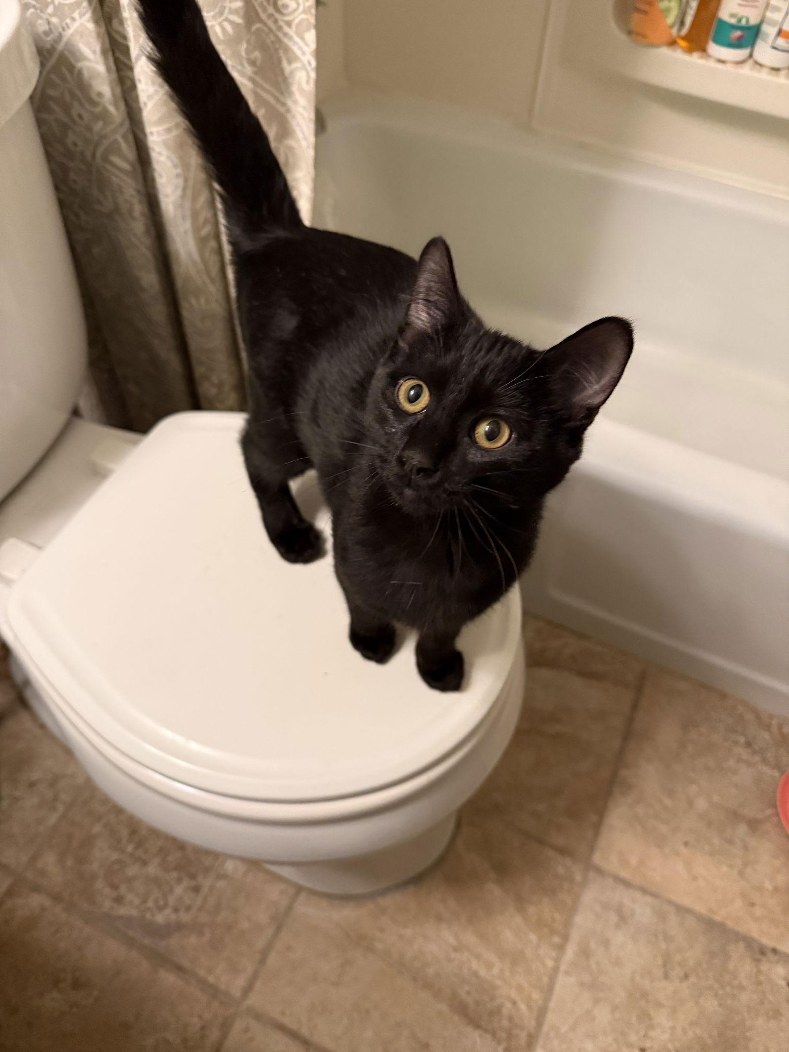 Season, Adoptable, Kitten Male Domestic Short Hair.