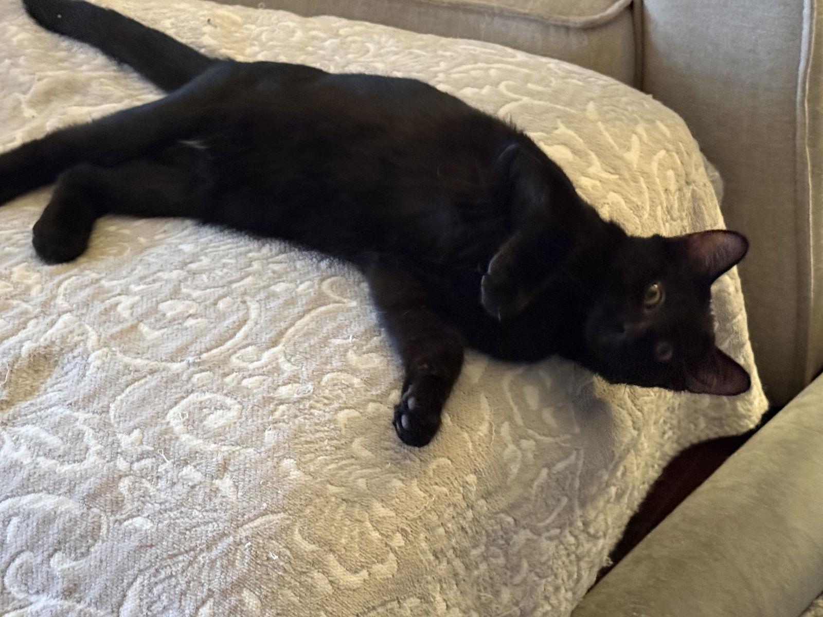 Enlarge Season, a Adoptable Domestic Short Hair in Fenton, MO image 2/3