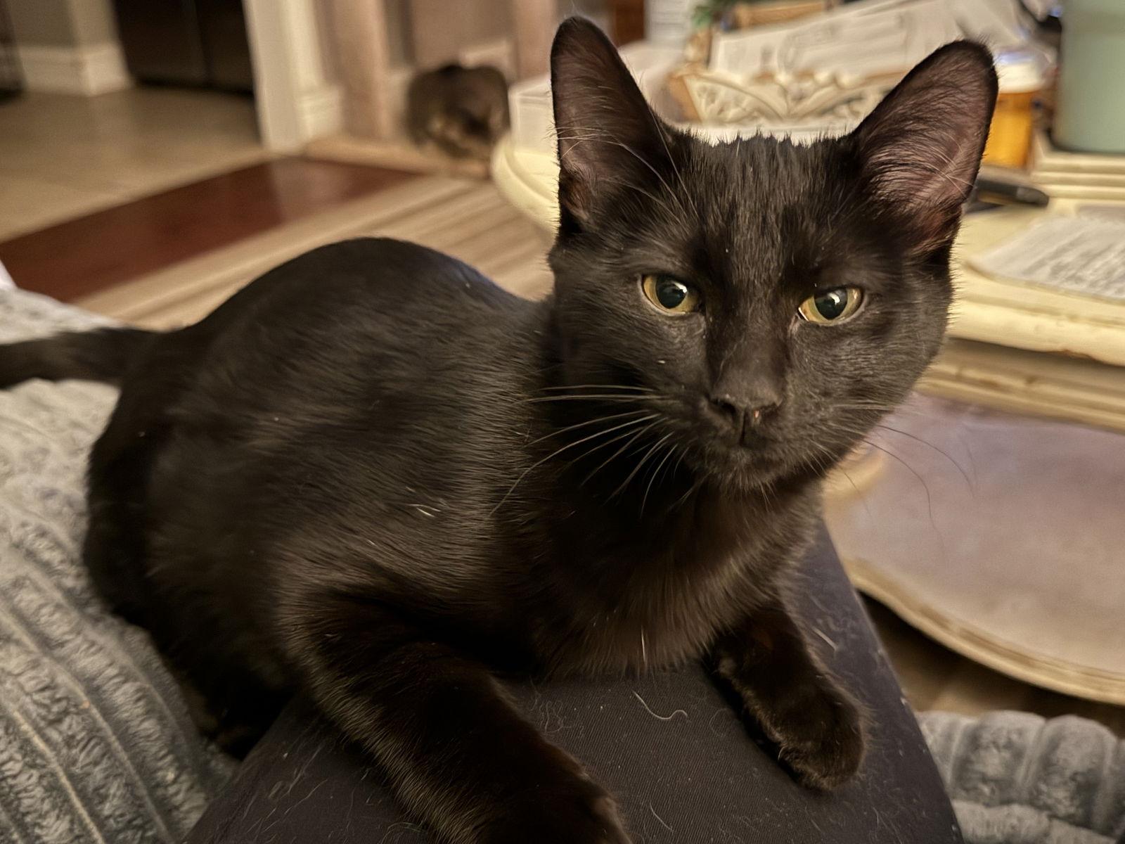 Enlarge Season, a Adoptable Domestic Short Hair in Fenton, MO image 3/3