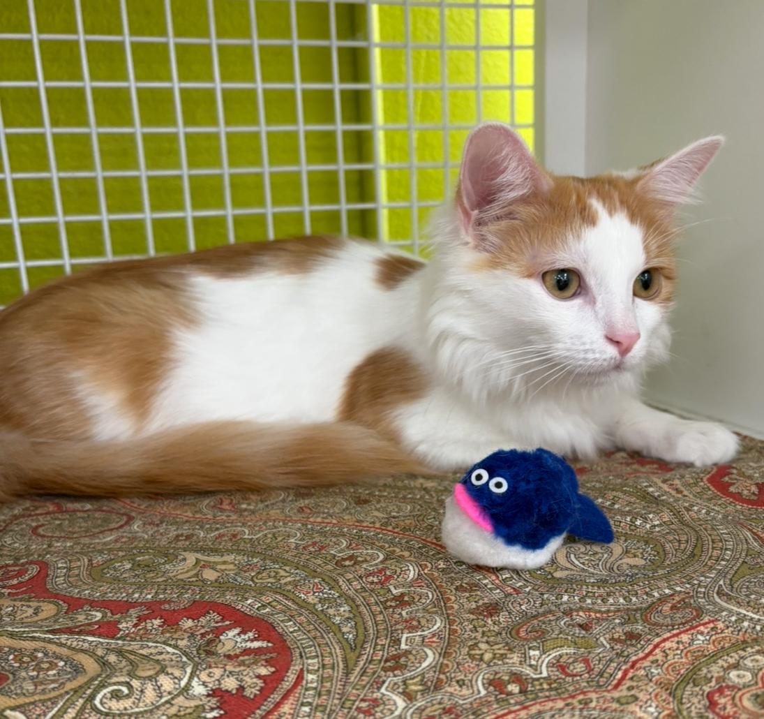 Butterfly, Adoptable, Kitten Male Domestic Medium Hair.