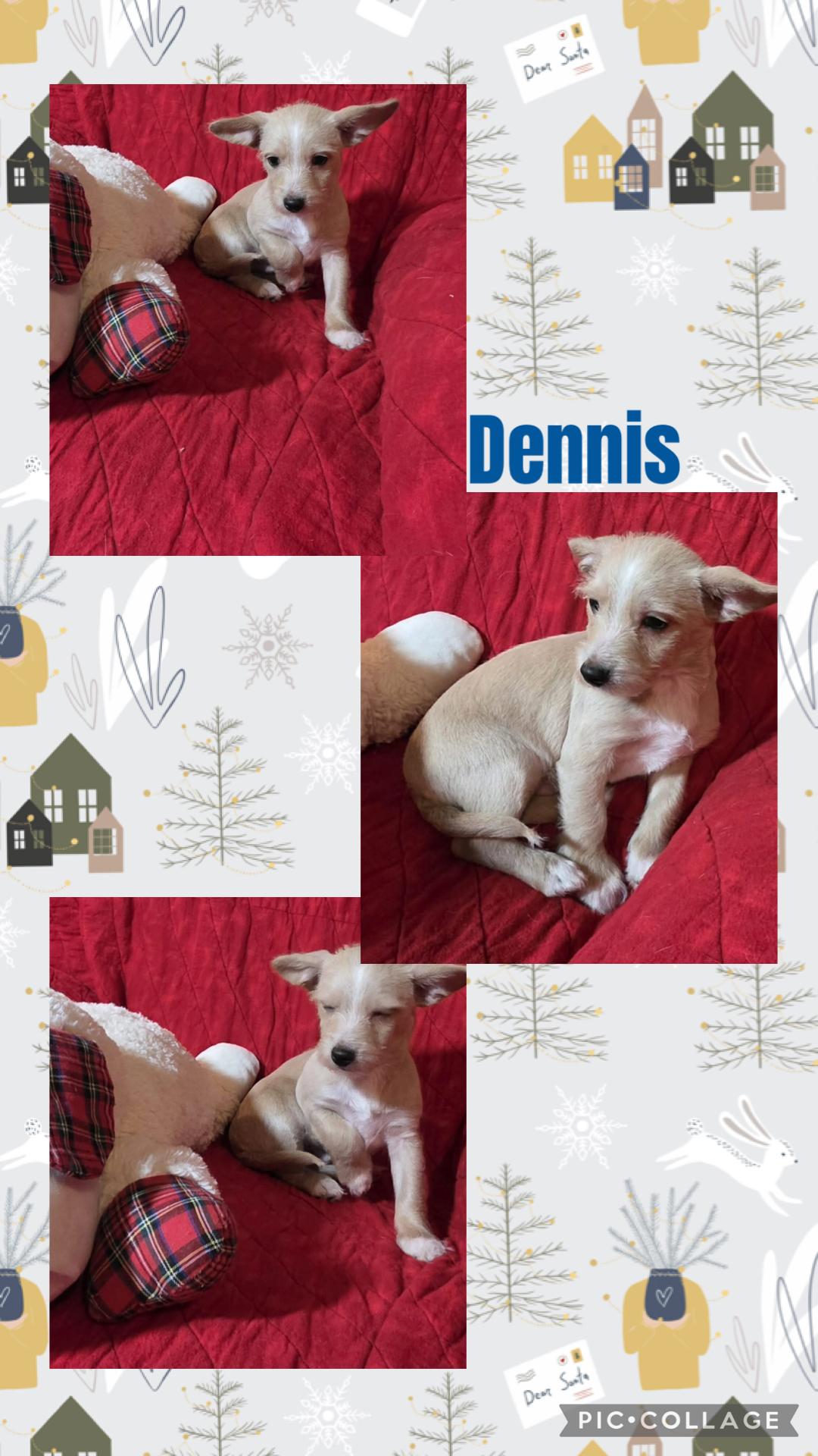 Enlarge Dennis, a Adoptable mixed breed in Eugene, OR image 1/1