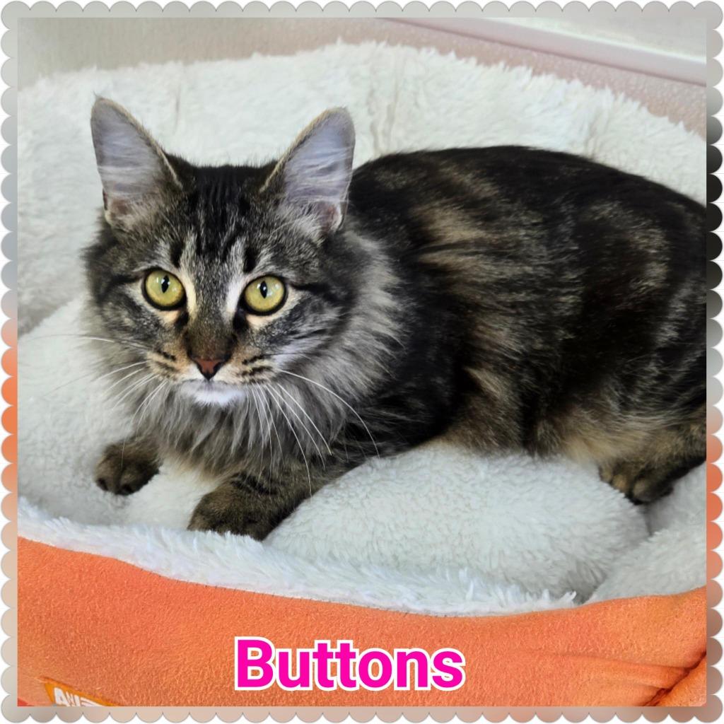 Enlarge Buttons, a Adoptable mixed breed in North Saint Paul, MN image 3/5