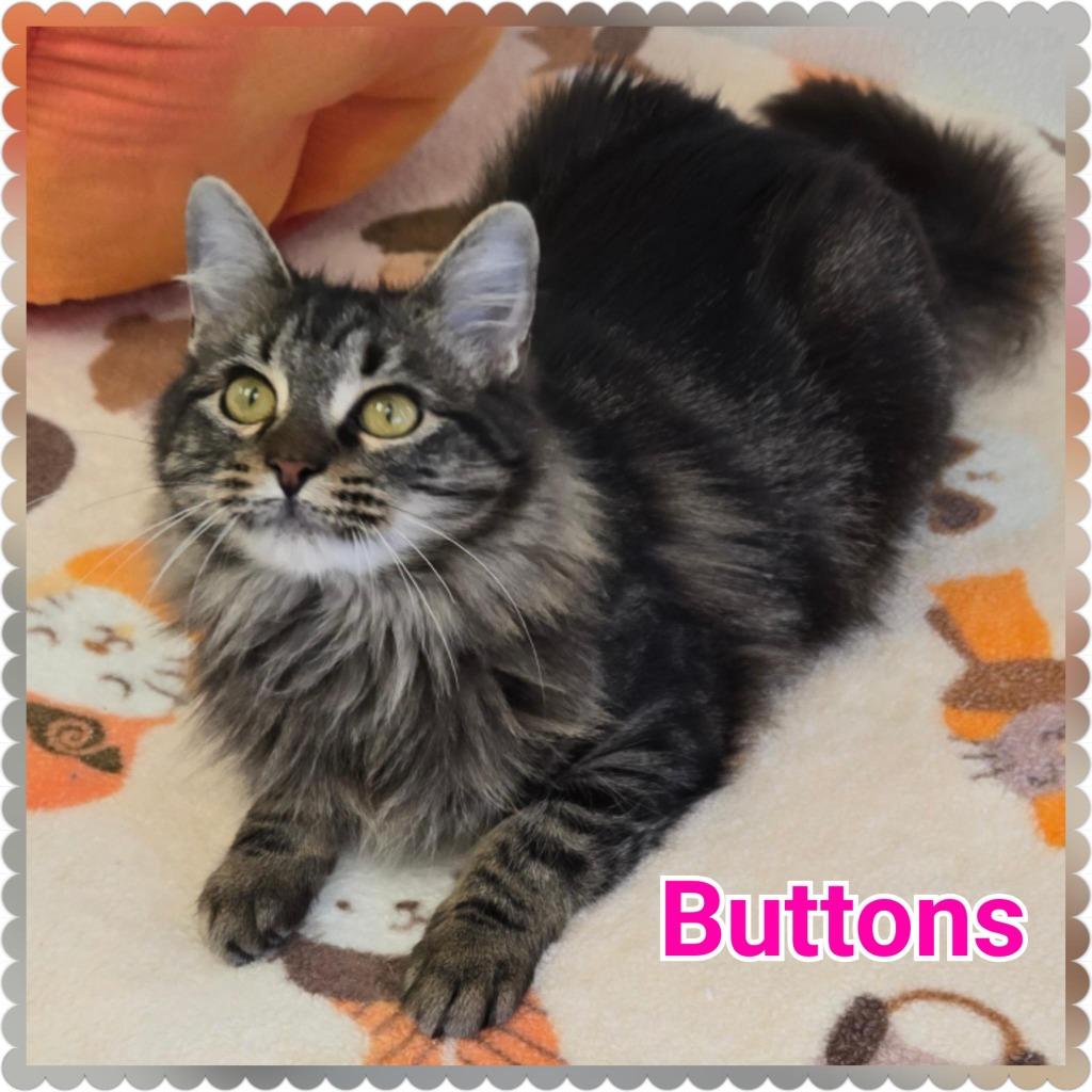 Enlarge Buttons, a Adoptable mixed breed in North Saint Paul, MN image 2/5