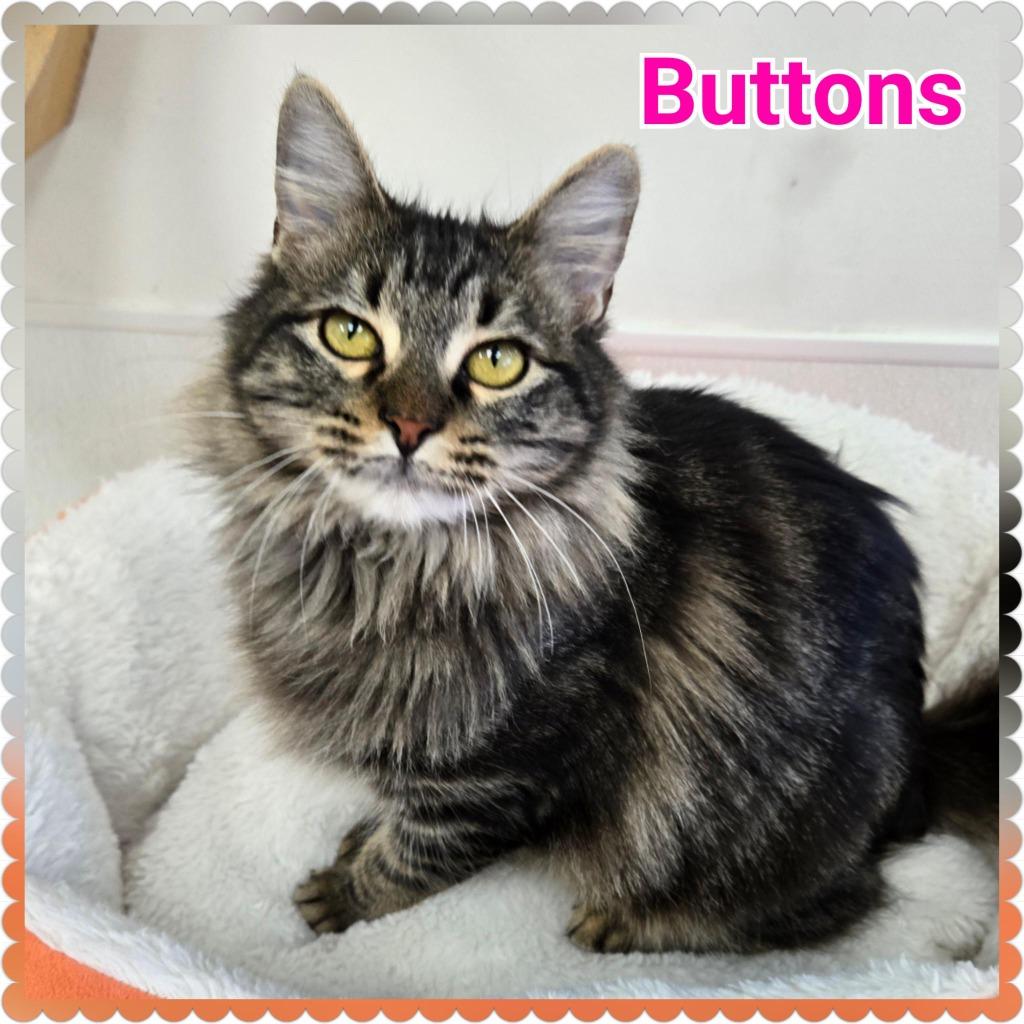 Enlarge Buttons, a Adoptable mixed breed in North Saint Paul, MN image 4/5