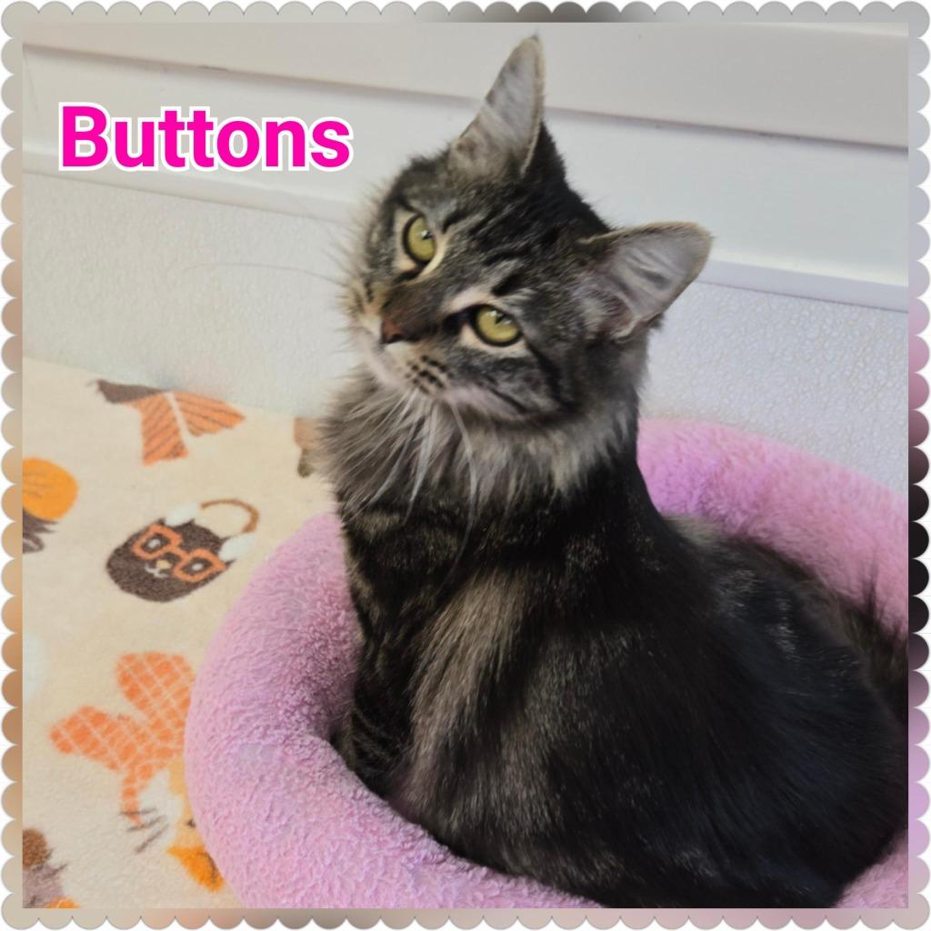 Buttons, Adoptable, Kitten Female Domestic Medium Hair.