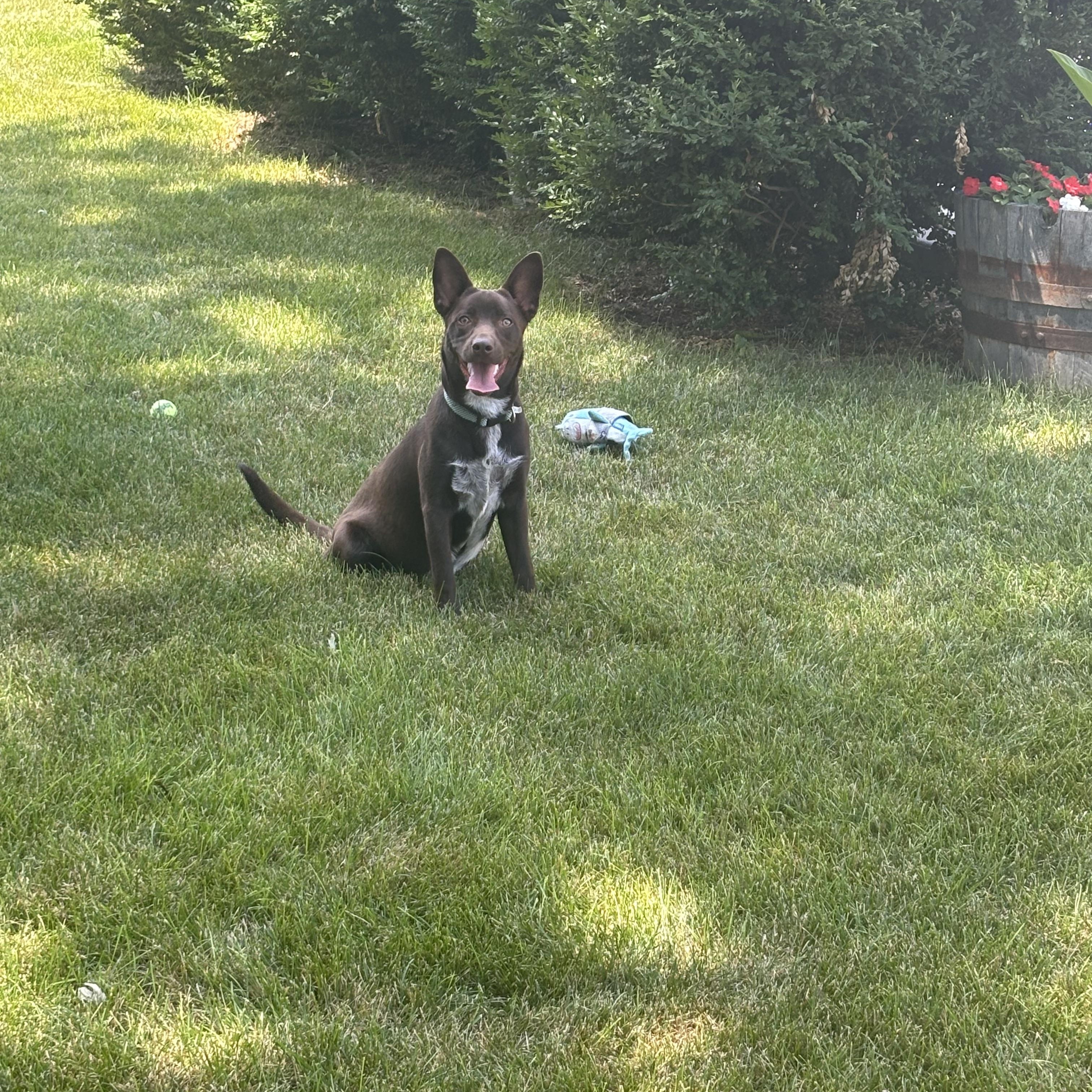 Slate, a ADOPTABLE mixed breed in Oswego, IL image 4/6