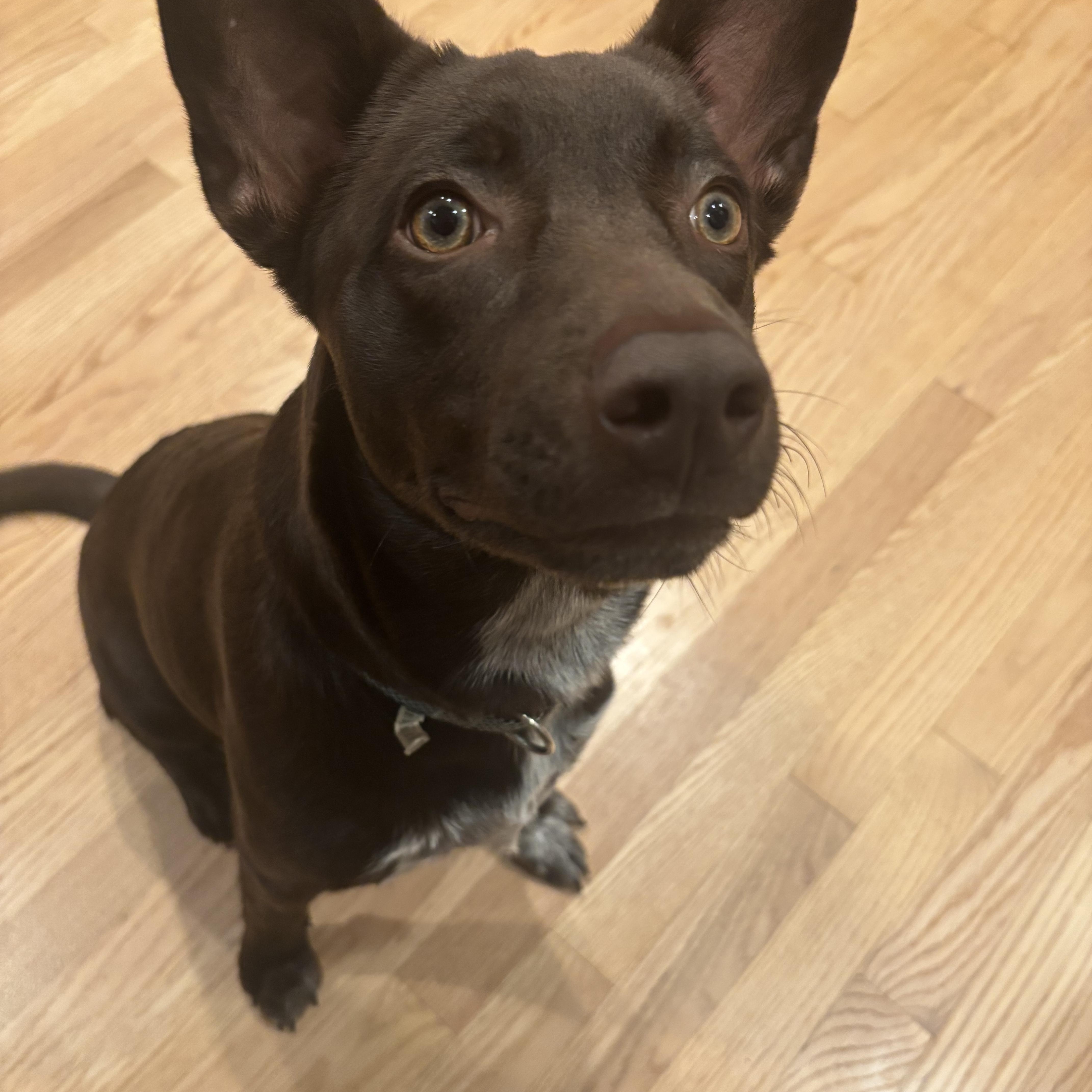 Slate, a ADOPTABLE mixed breed in Oswego, IL image 3/6