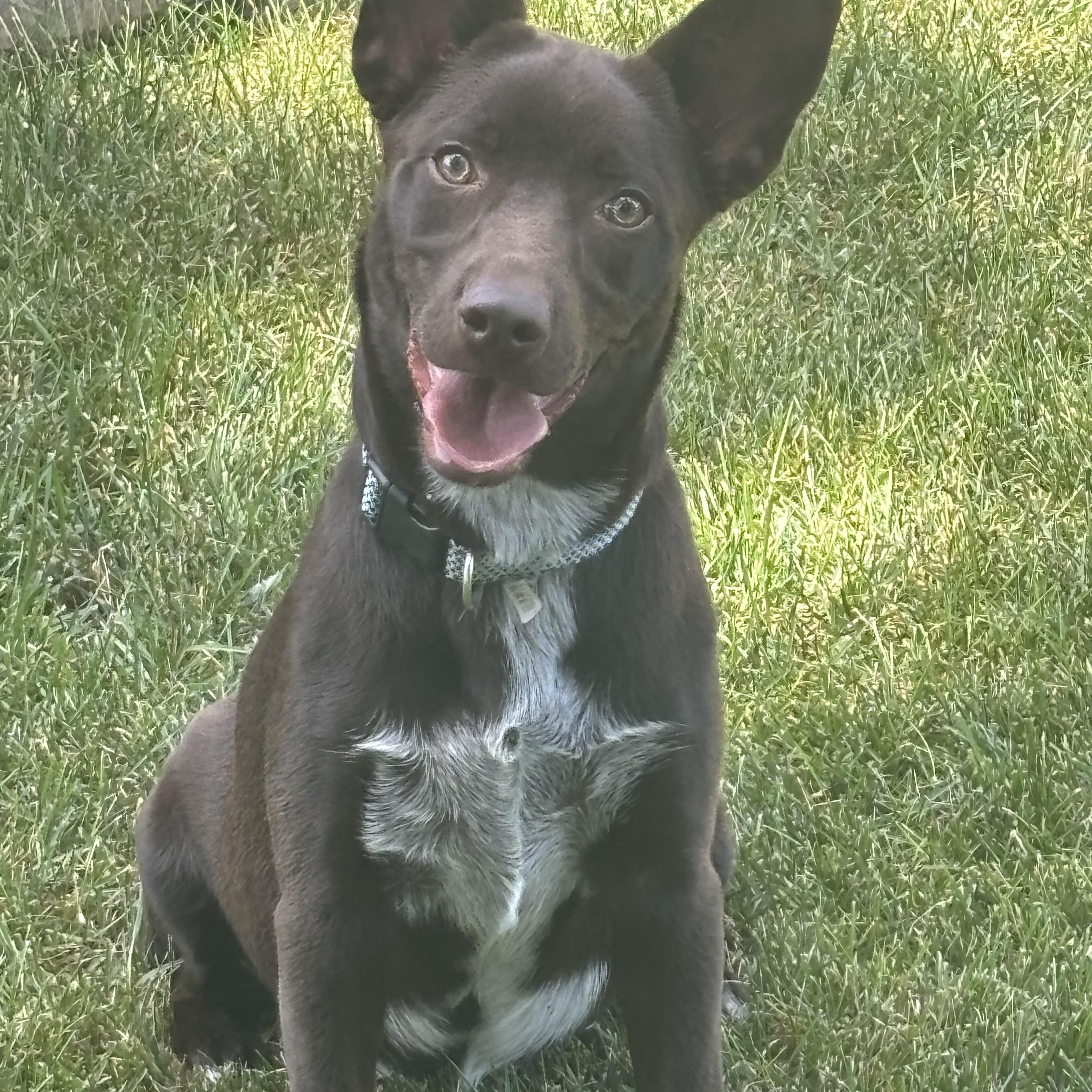 Slate, ADOPTABLE, Puppy Male Australian Cattle Dog / Blue Heeler & Labrador Retriever.