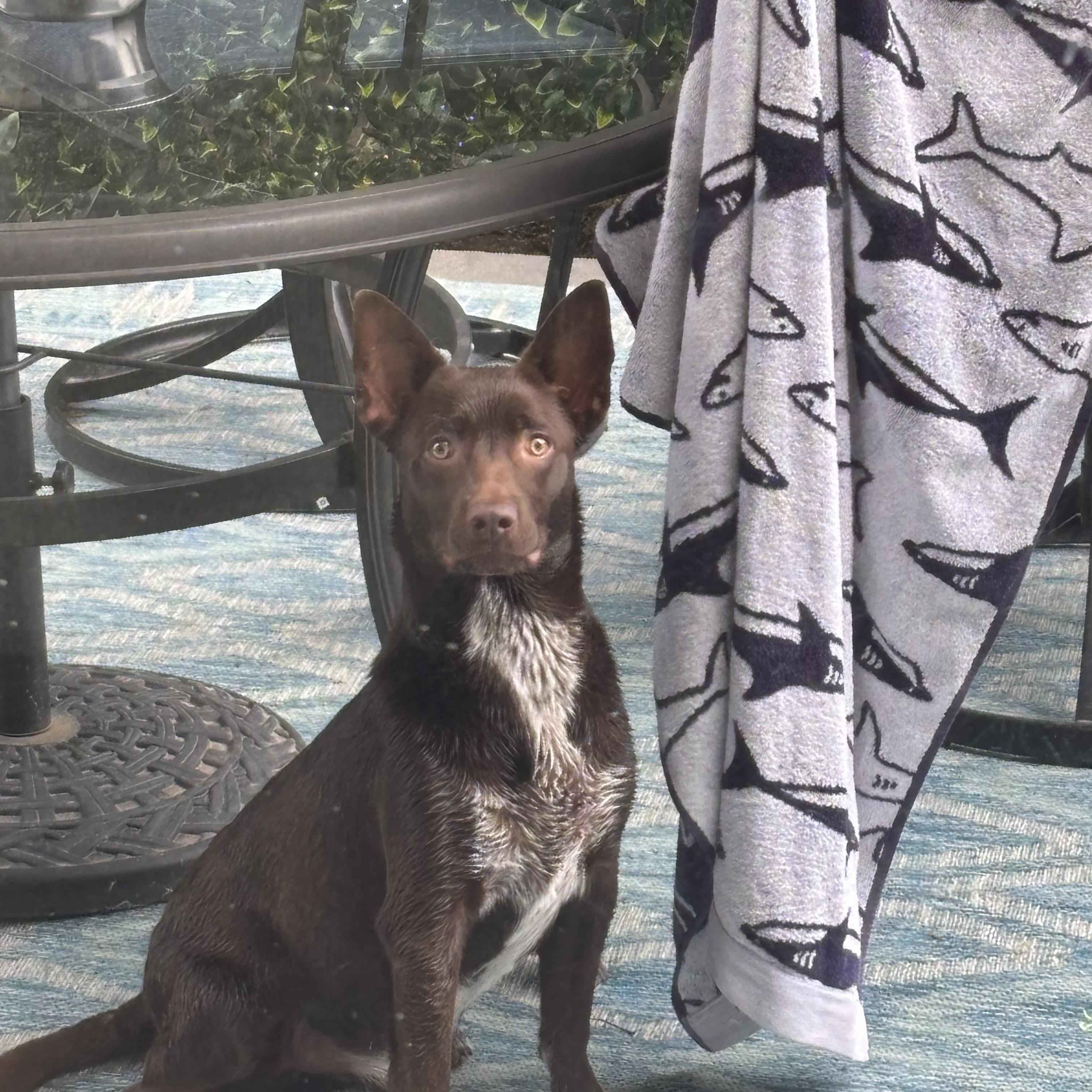 Slate, a ADOPTABLE mixed breed in Oswego, IL image 5/6