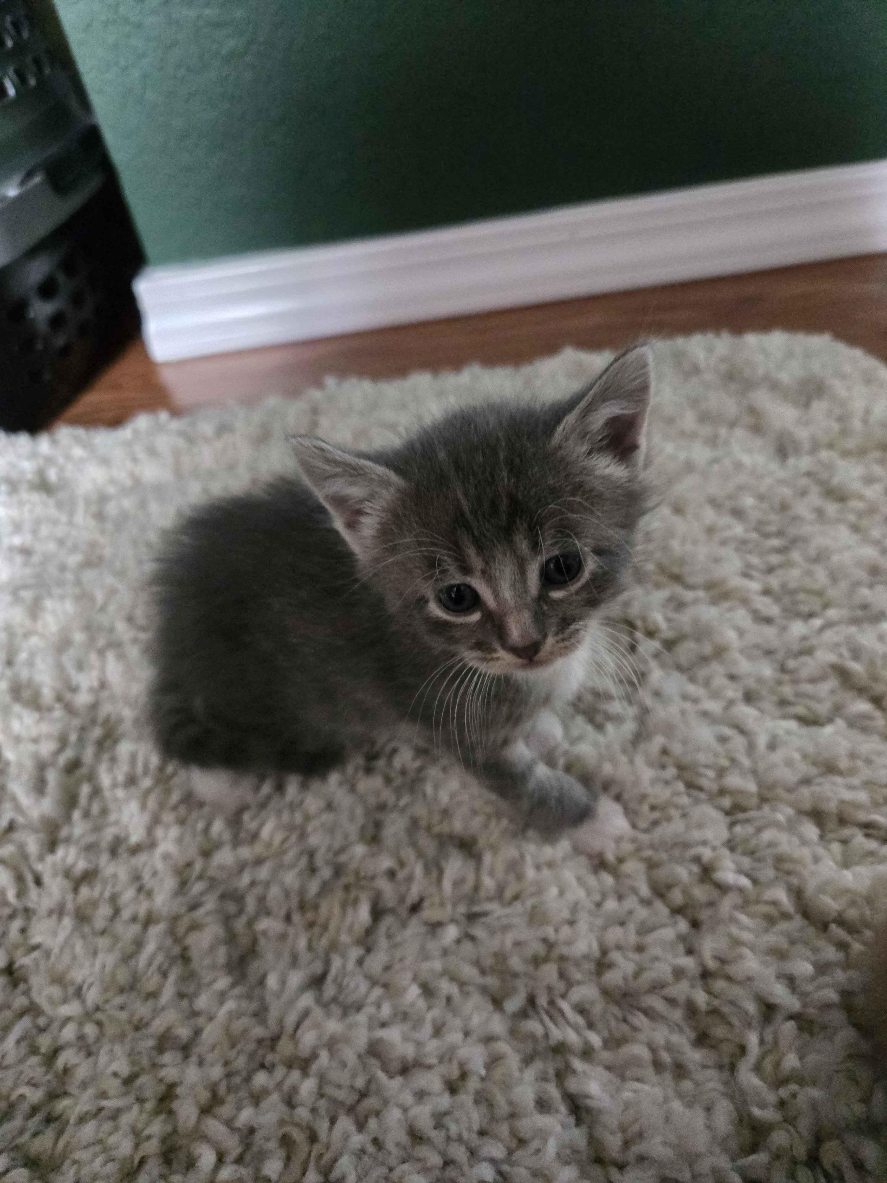 Enlarge Lucia, an adopted Domestic Short Hair in Pasco, WA image 4/4