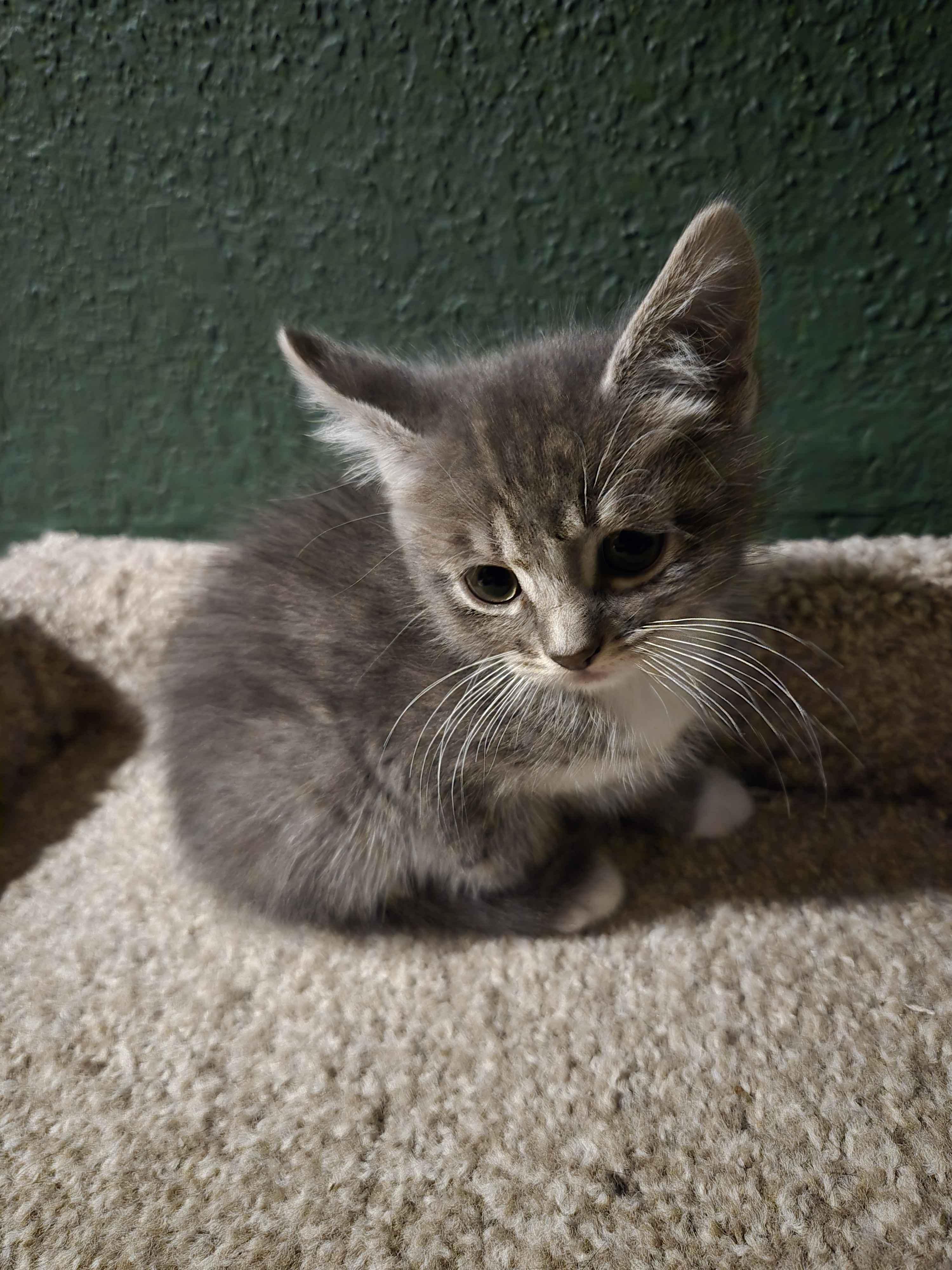 Enlarge Lucia, an adopted Domestic Short Hair in Pasco, WA image 3/4