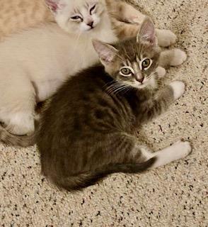 Enlarge Lucia, an adopted Domestic Short Hair in Pasco, WA image 2/4