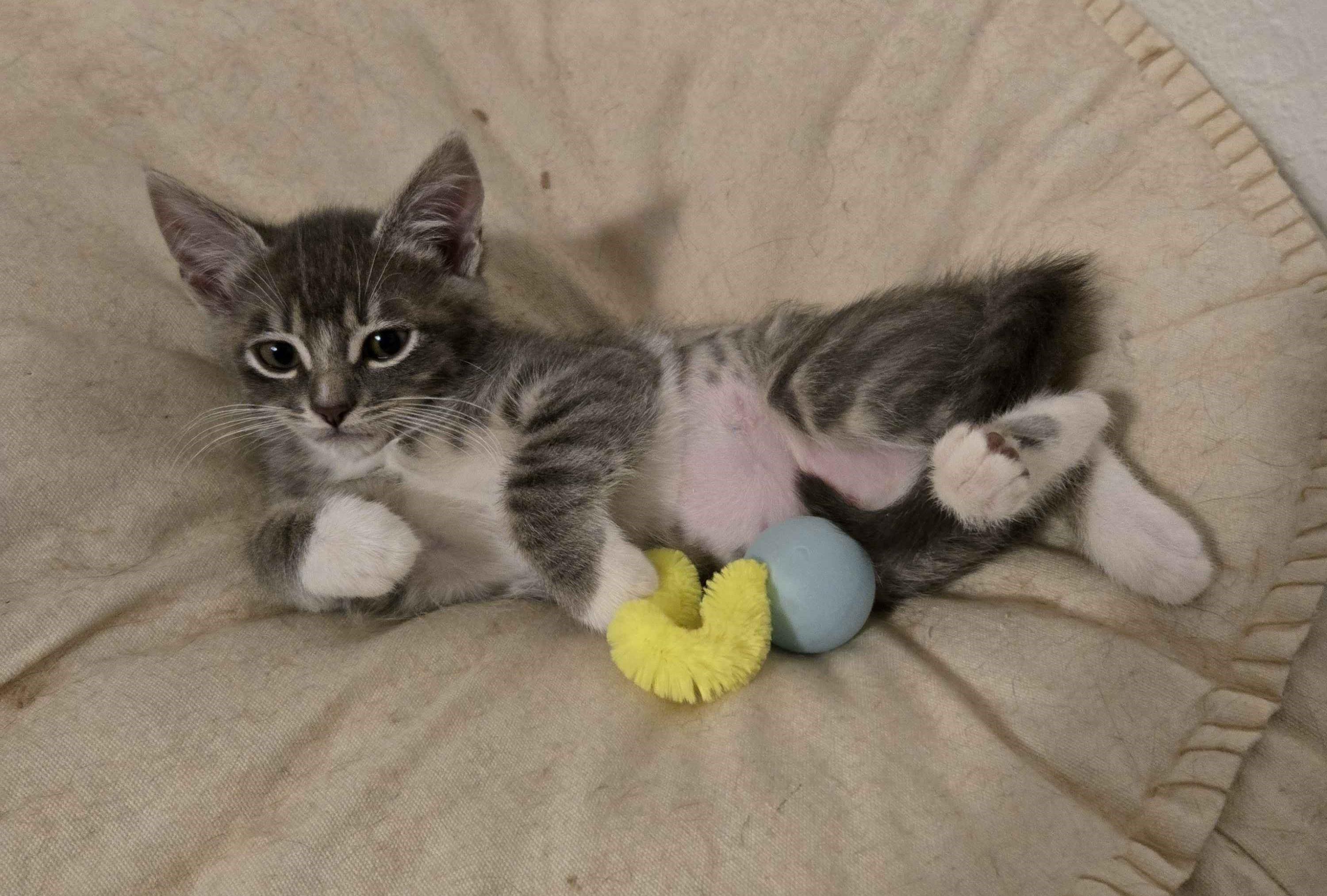 Enlarge Lucia, an adopted Domestic Short Hair in Pasco, WA image 1/4