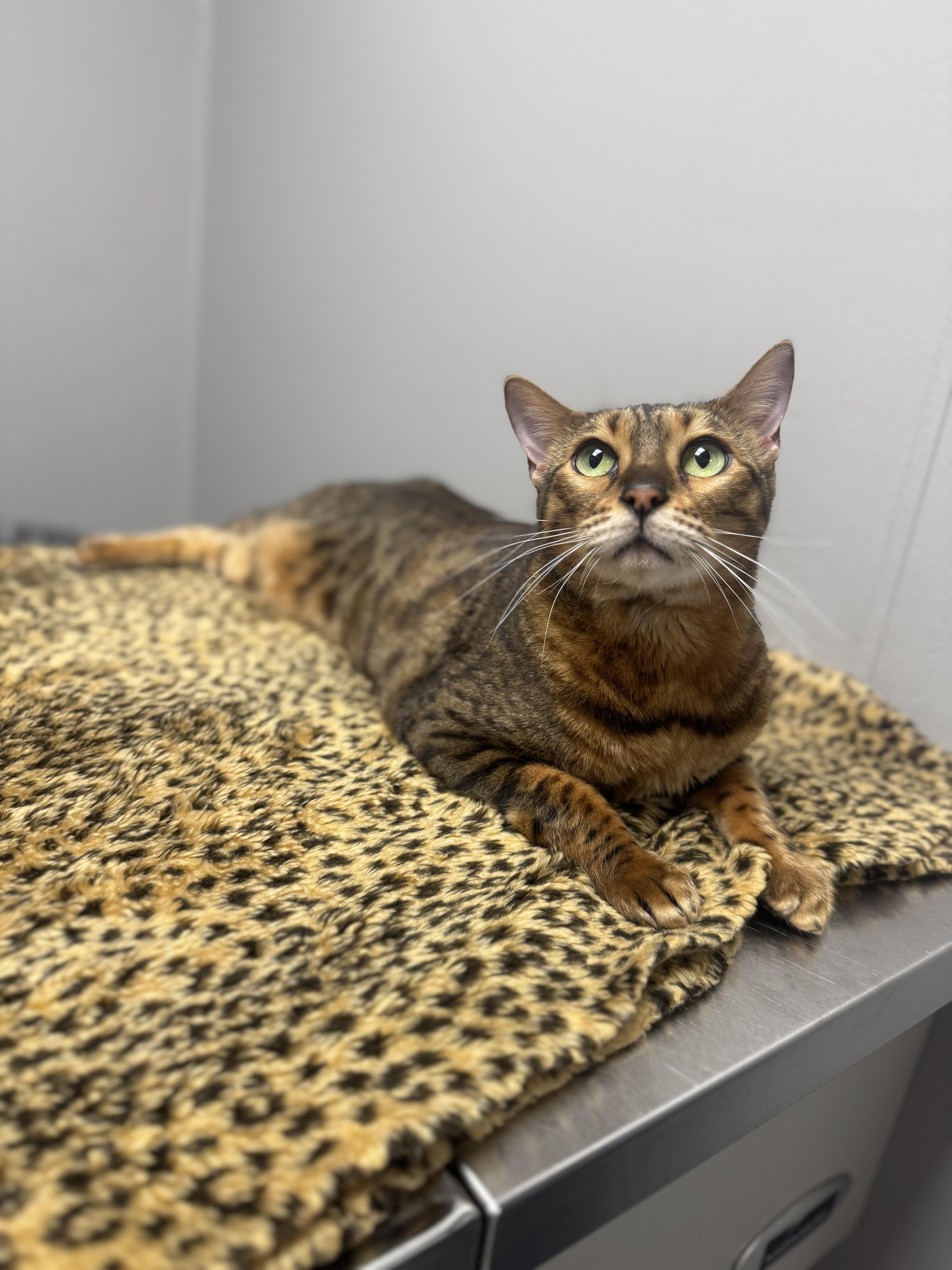 Enlarge Joey, a Adoptable Bengal in Walker, MI image 5/6