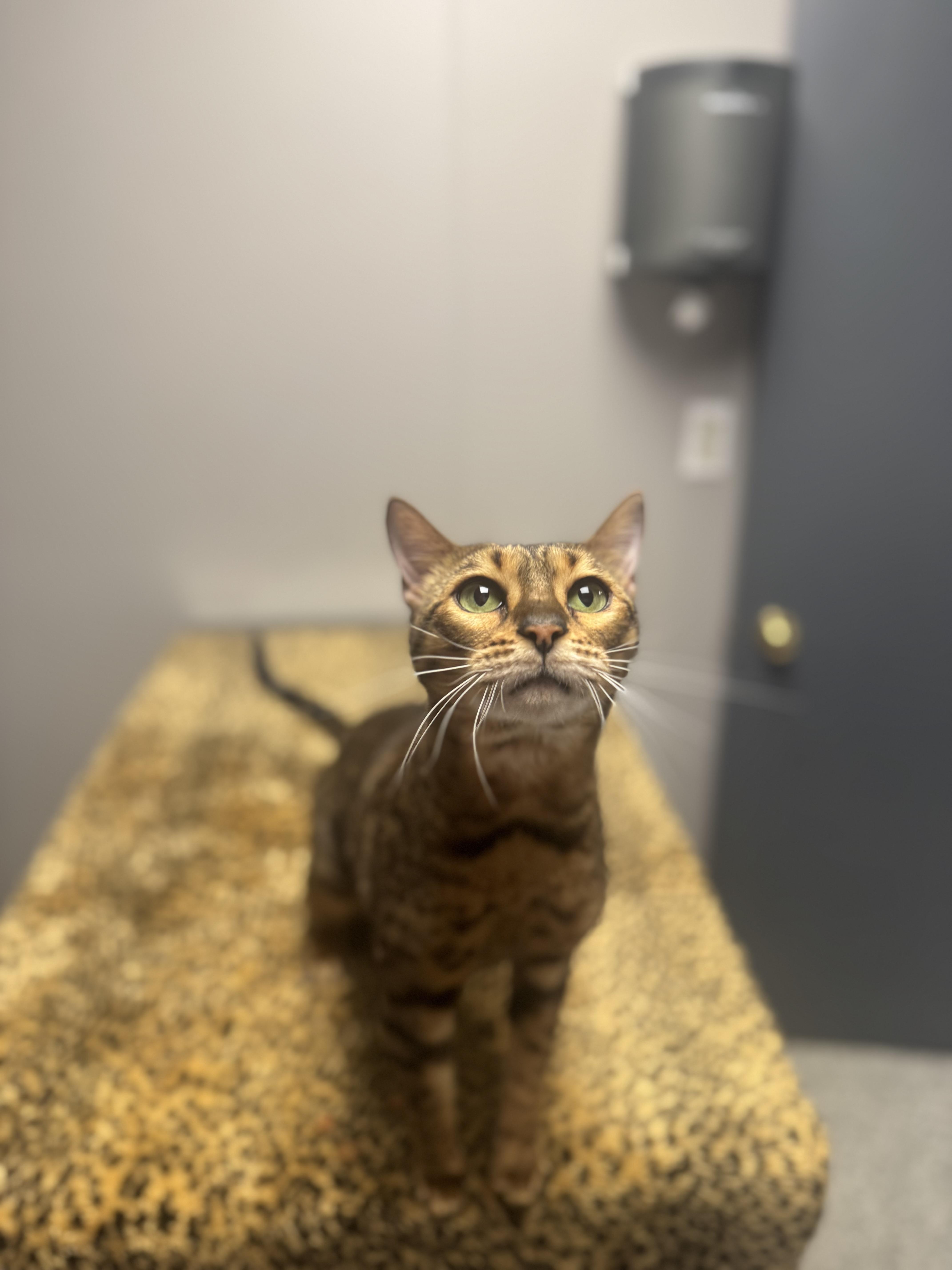 Enlarge Joey, a Adoptable Bengal in Walker, MI image 3/6