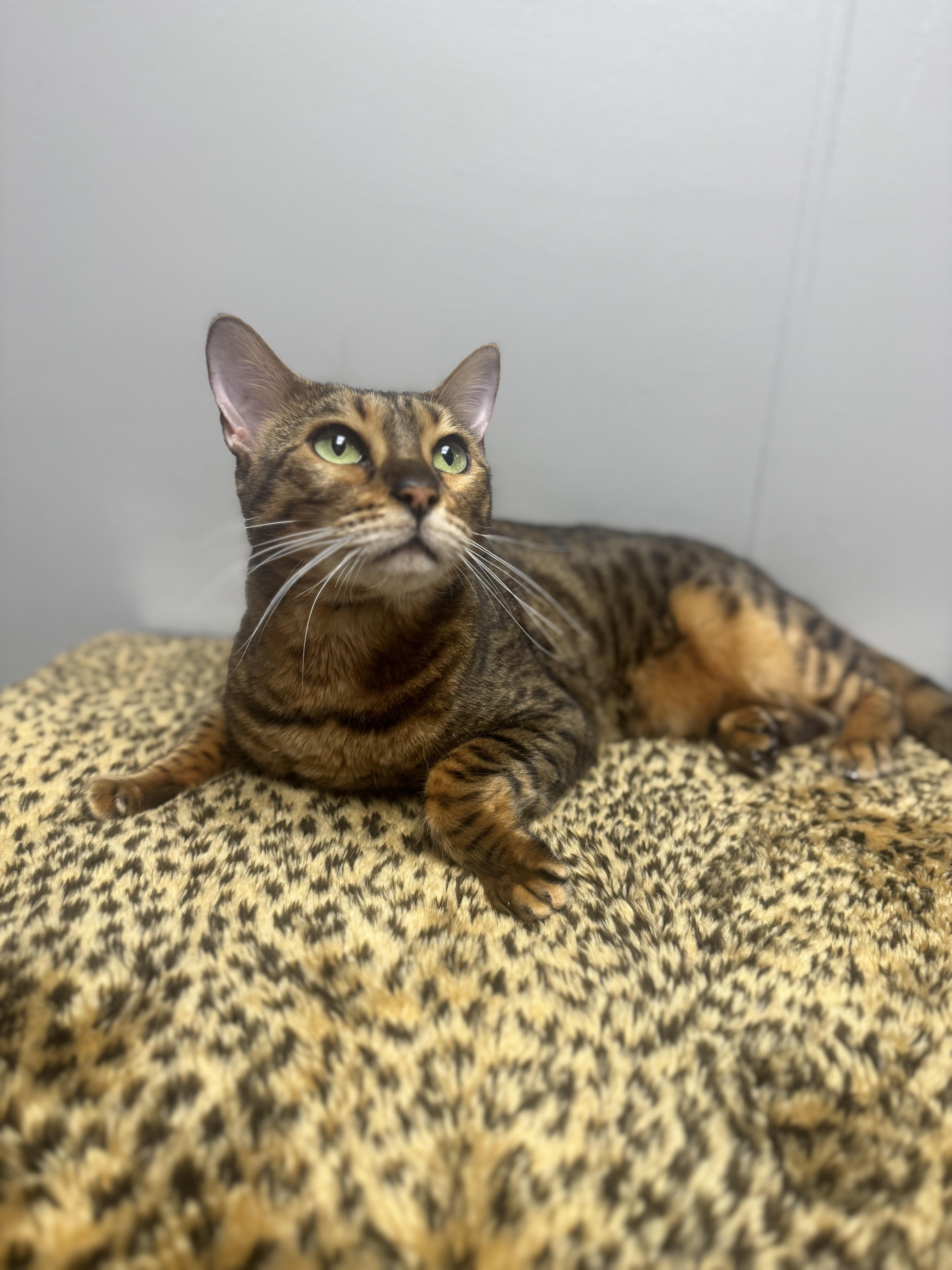 Joey, Adoptable, Adult Male Bengal.