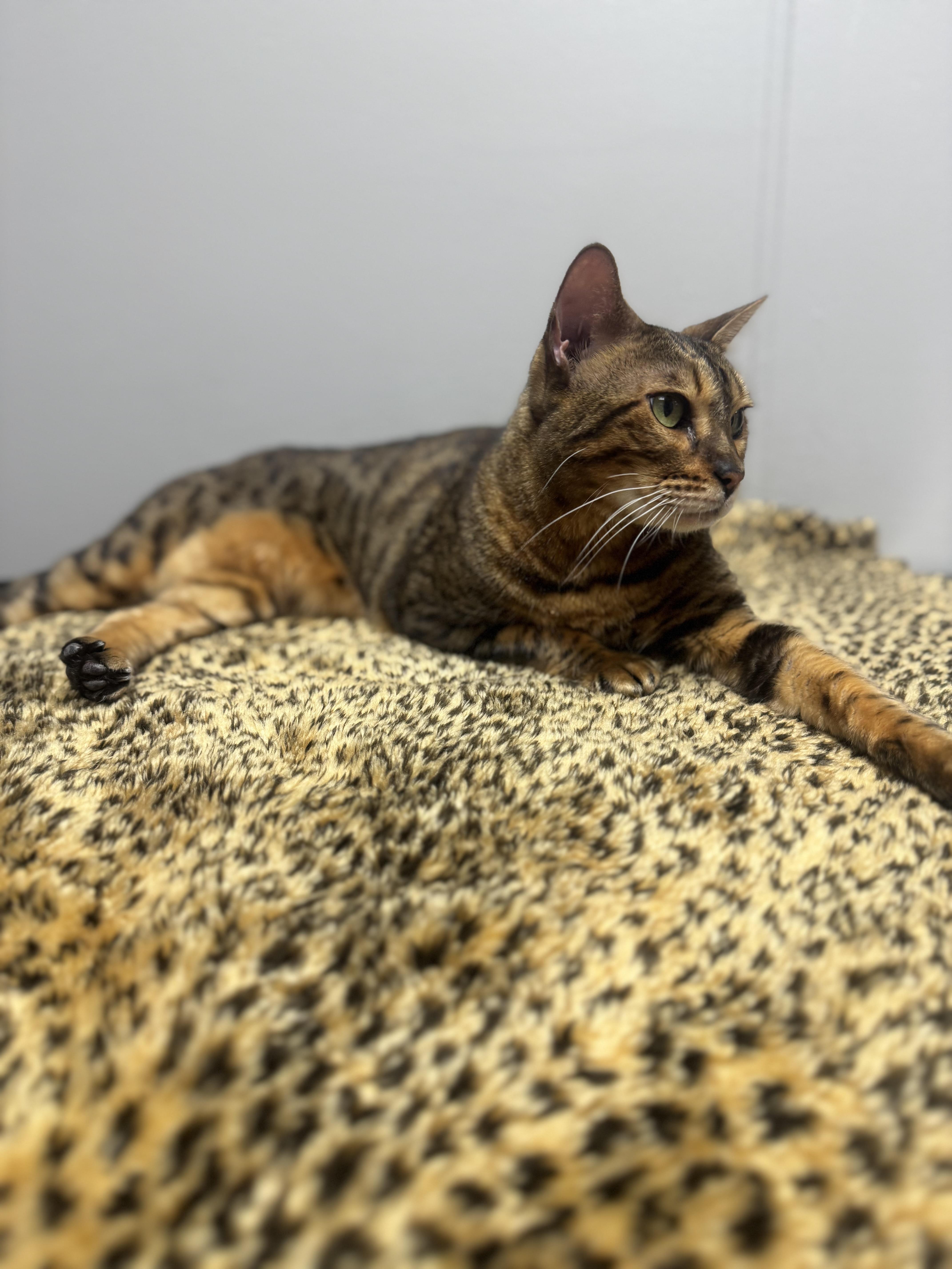 Enlarge Joey, a Adoptable Bengal in Walker, MI image 4/6