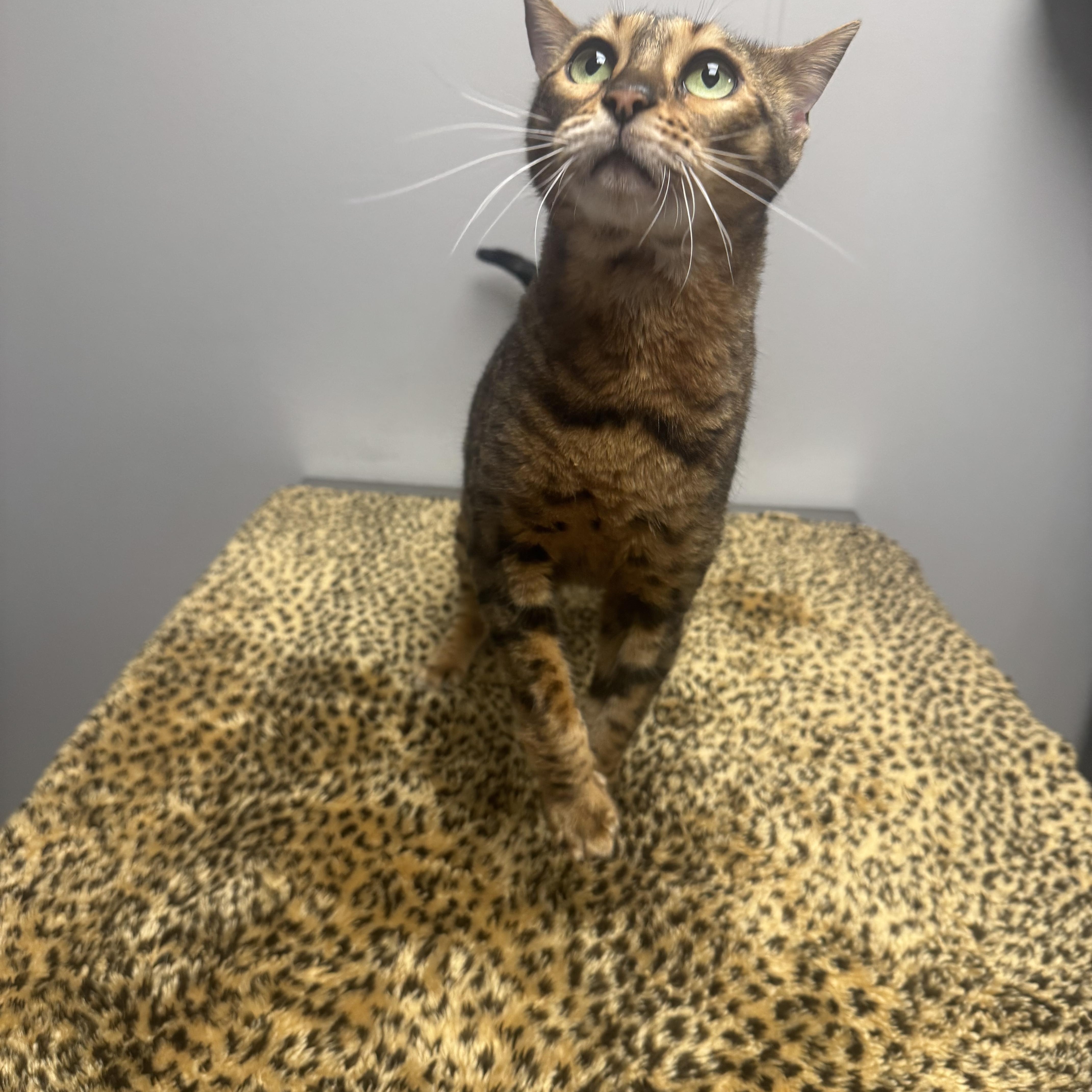 Enlarge Joey, a Adoptable Bengal in Walker, MI image 2/6