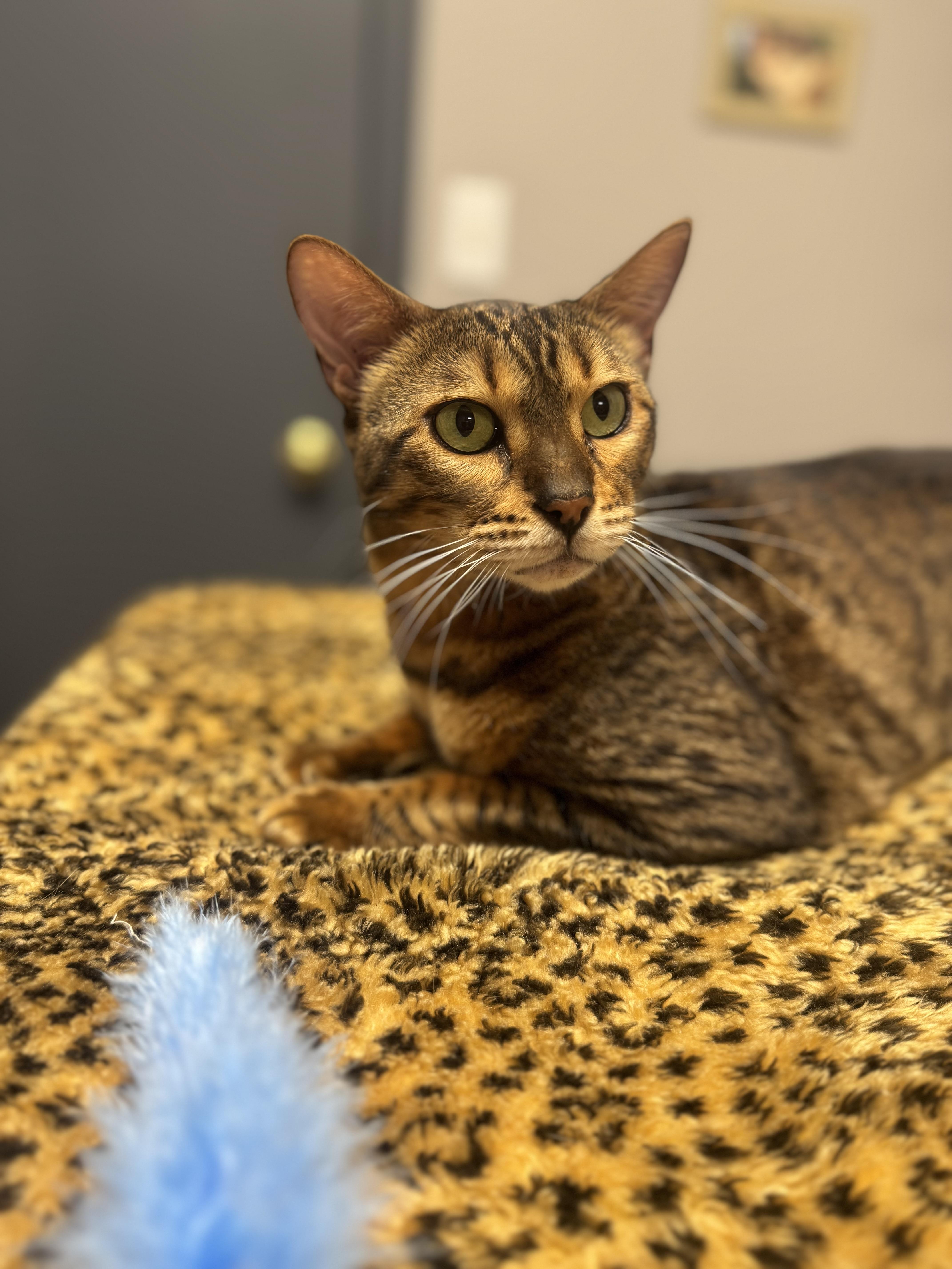 Enlarge Joey, a Adoptable Bengal in Walker, MI image 6/6