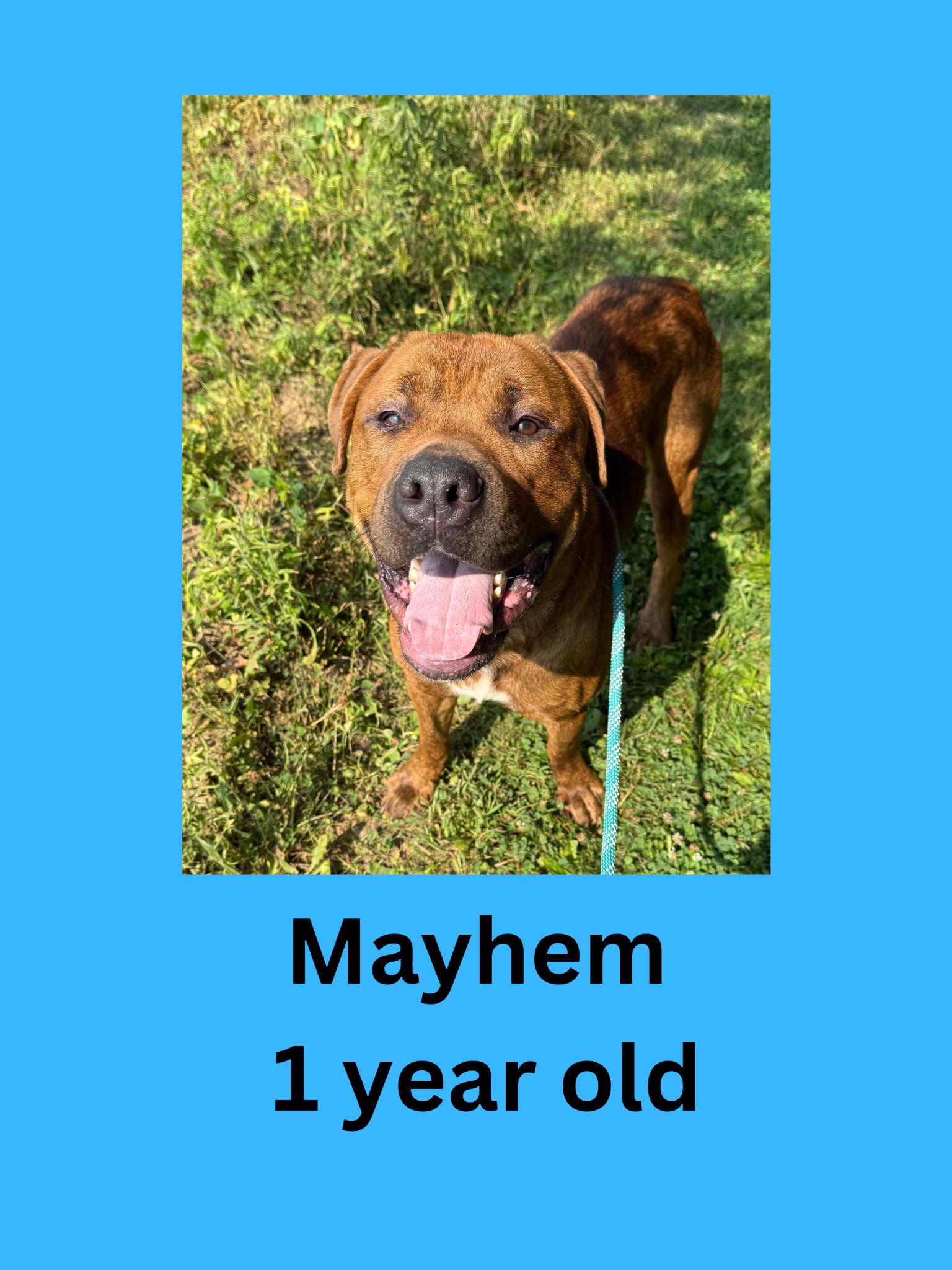 Enlarge Mayhem, an adopted mixed breed in Ravenna, OH image 1/1