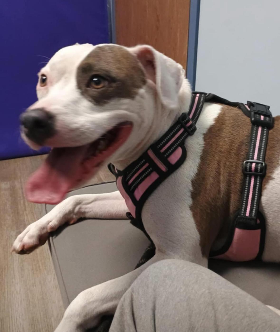 Bella, Adoptable, Adult Female Pit Bull Terrier.