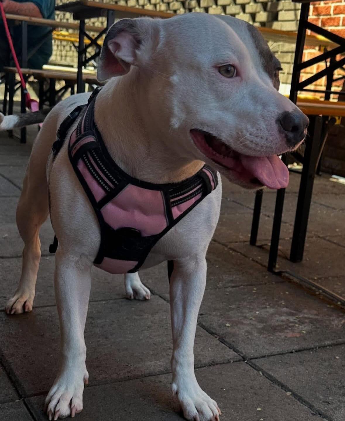 Enlarge Bella, a Adoptable mixed breed in Charlotte, NC image 4/6