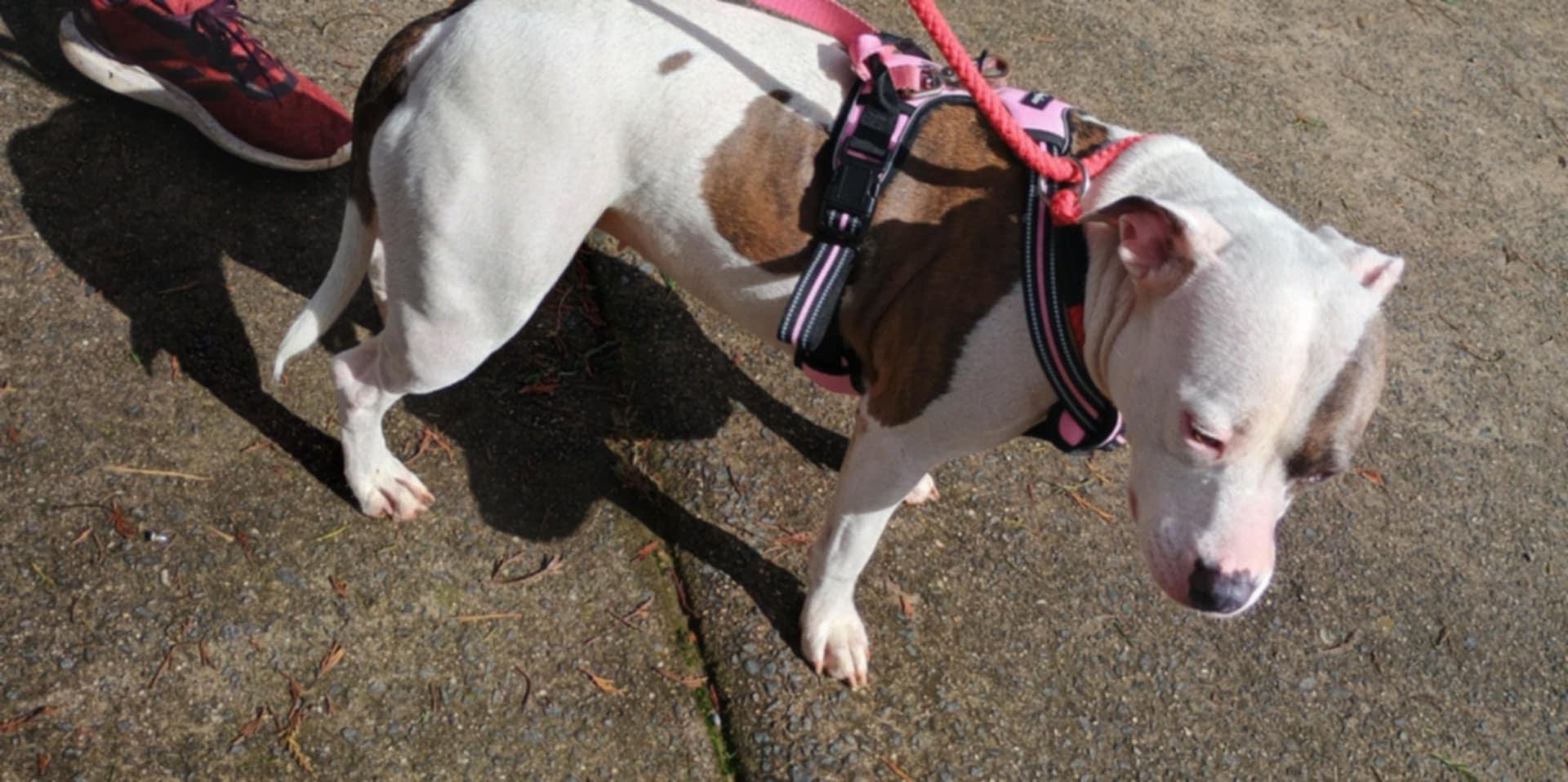 Enlarge Bella, a Adoptable mixed breed in Charlotte, NC image 5/6