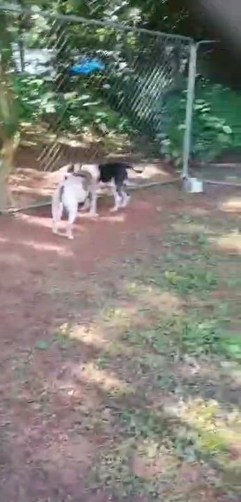 Enlarge Bella, a Adoptable mixed breed in Charlotte, NC video 6/6