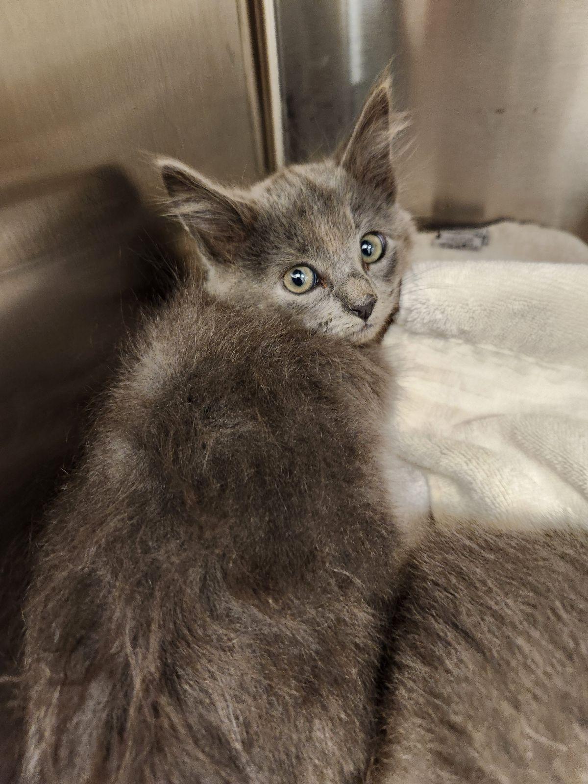 Donnie, Adoptable, Kitten Male Domestic Long Hair.