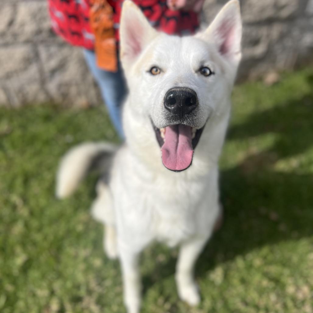 BOBBY, Adoptable, Adult Male Siberian Husky.