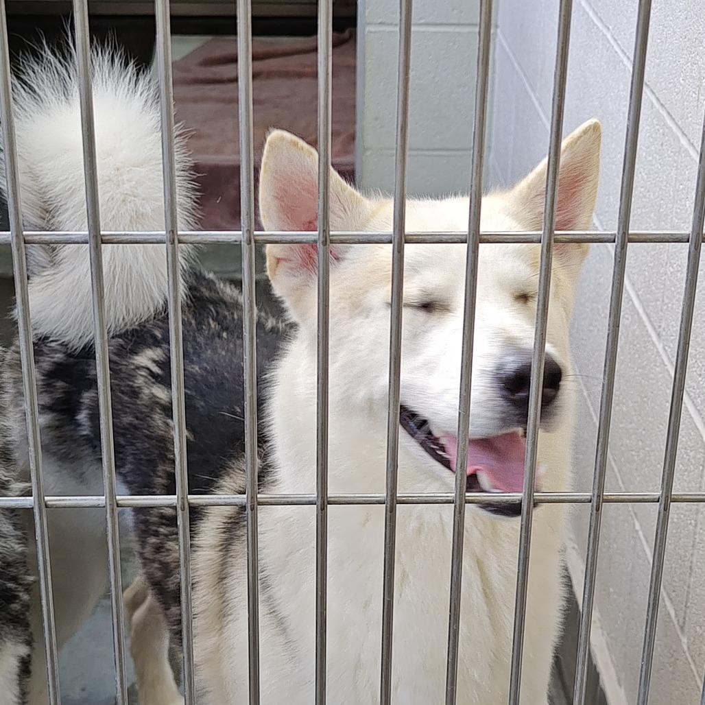 Enlarge BOBBY, a Adoptable mixed breed in Upland, CA image 2/5