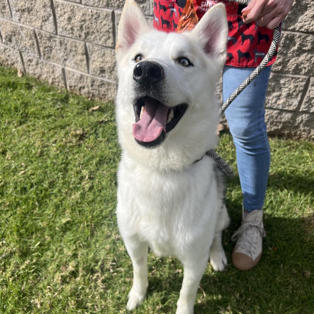 Enlarge BOBBY, a Adoptable mixed breed in Upland, CA image 3/5