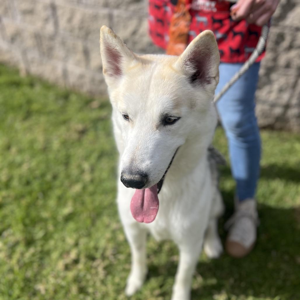 Enlarge BOBBY, a Adoptable mixed breed in Upland, CA image 4/5