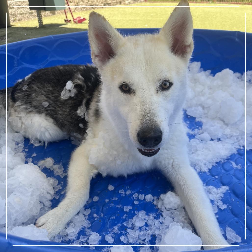 Enlarge BOBBY, a Adoptable mixed breed in Upland, CA image 4/6