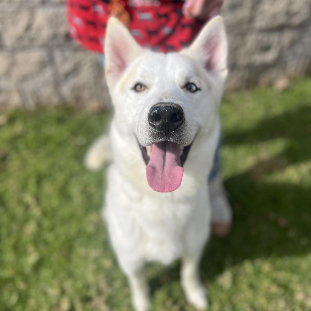 Enlarge BOBBY, a Adoptable mixed breed in Upland, CA image 5/5