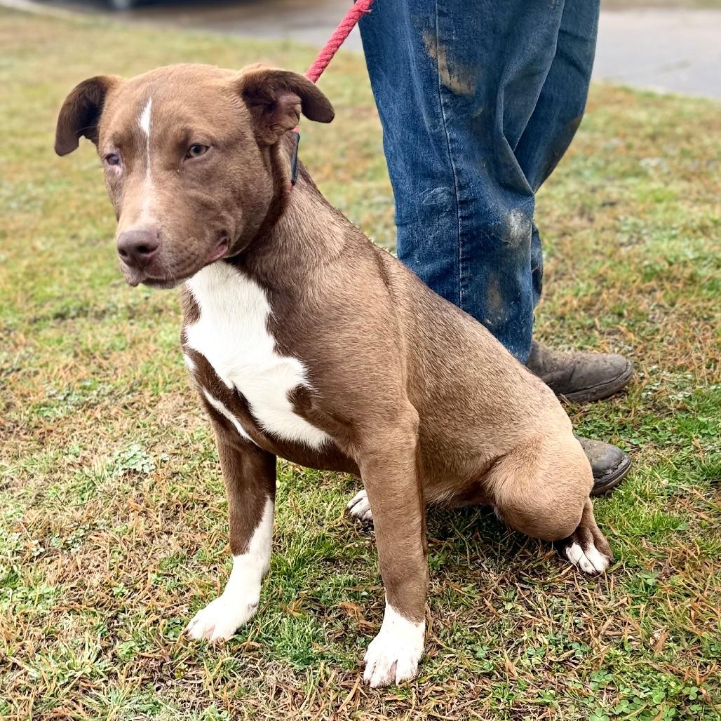 Brownie, Adoptable, Young Female Mixed Breed.