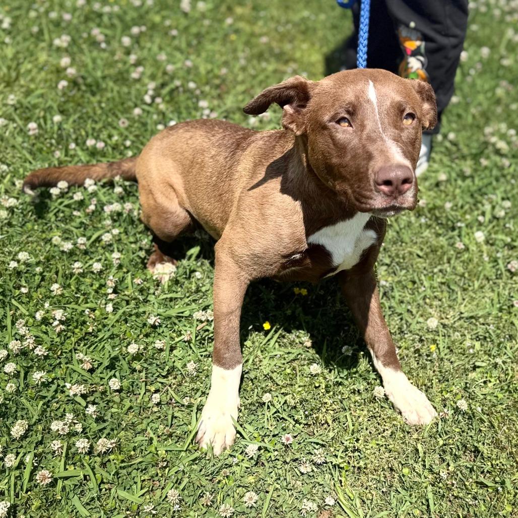 Enlarge Brownie, a Adoptable Mixed Breed in Corinth, MS image 2/2