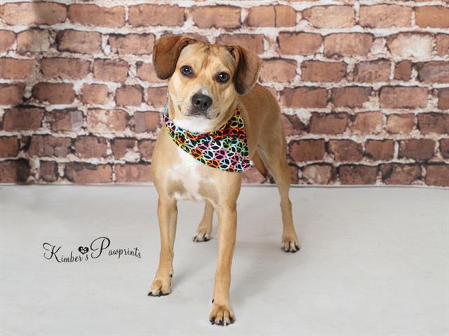 Enlarge SPORK, a Adoptable mixed breed in Omaha, NE image 1/1