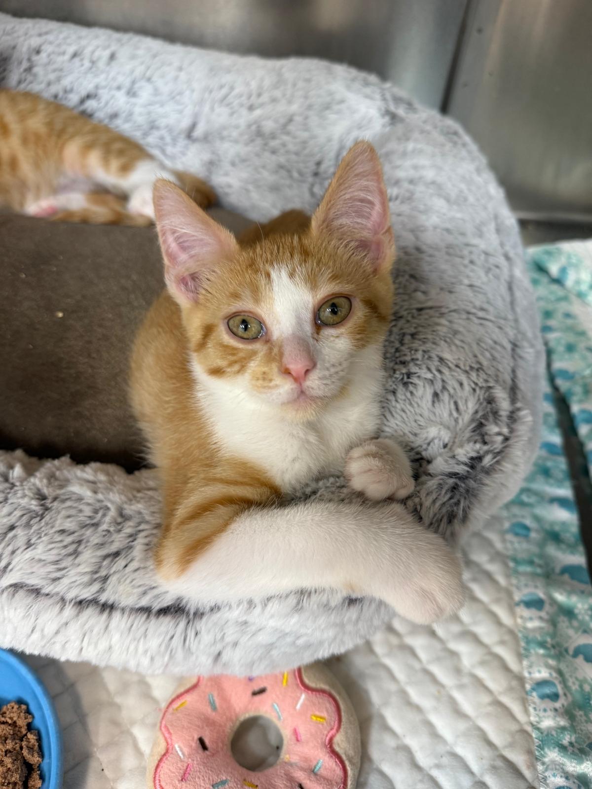 Salmon, Baby Male Domestic Short Hair