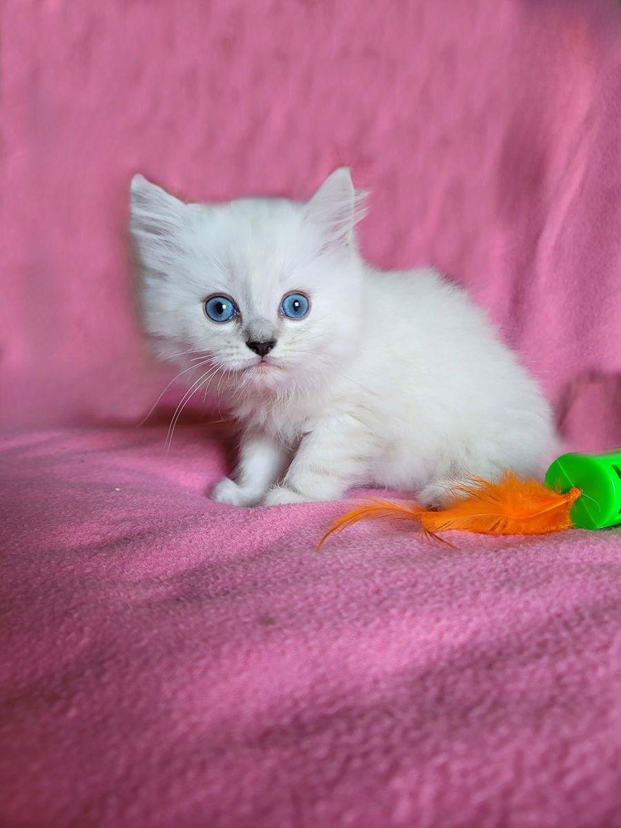 Enlarge Sully, a Adopted Ragdoll in Nashville, TN image 1/3
