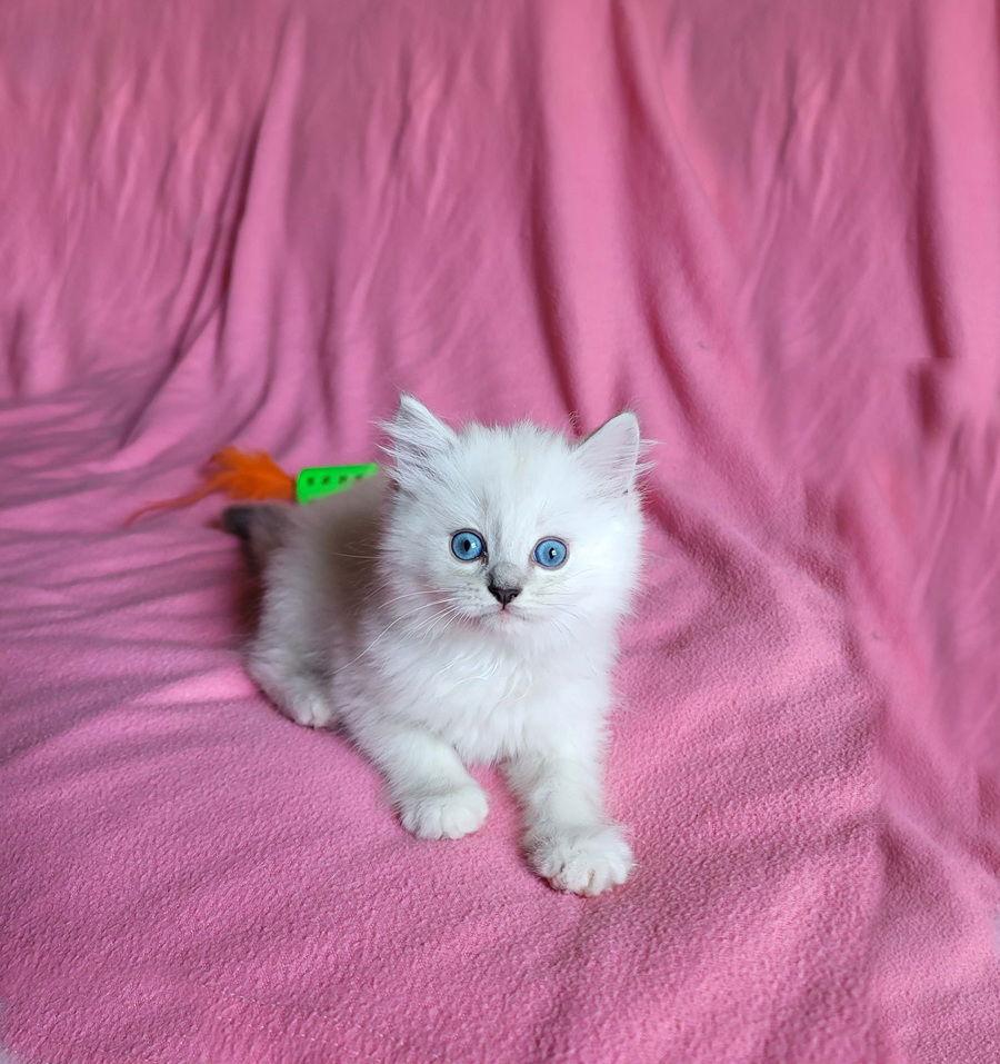 Enlarge Sully, a Adopted Ragdoll in Nashville, TN image 2/3