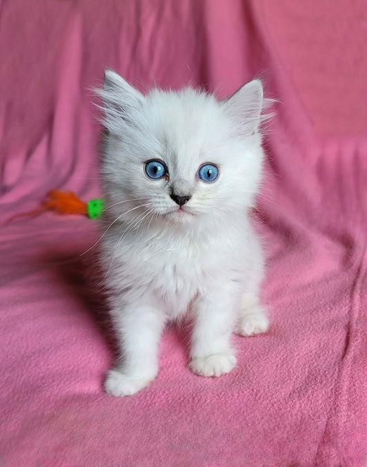 Enlarge Sully, a Adopted Ragdoll in Nashville, TN image 3/3