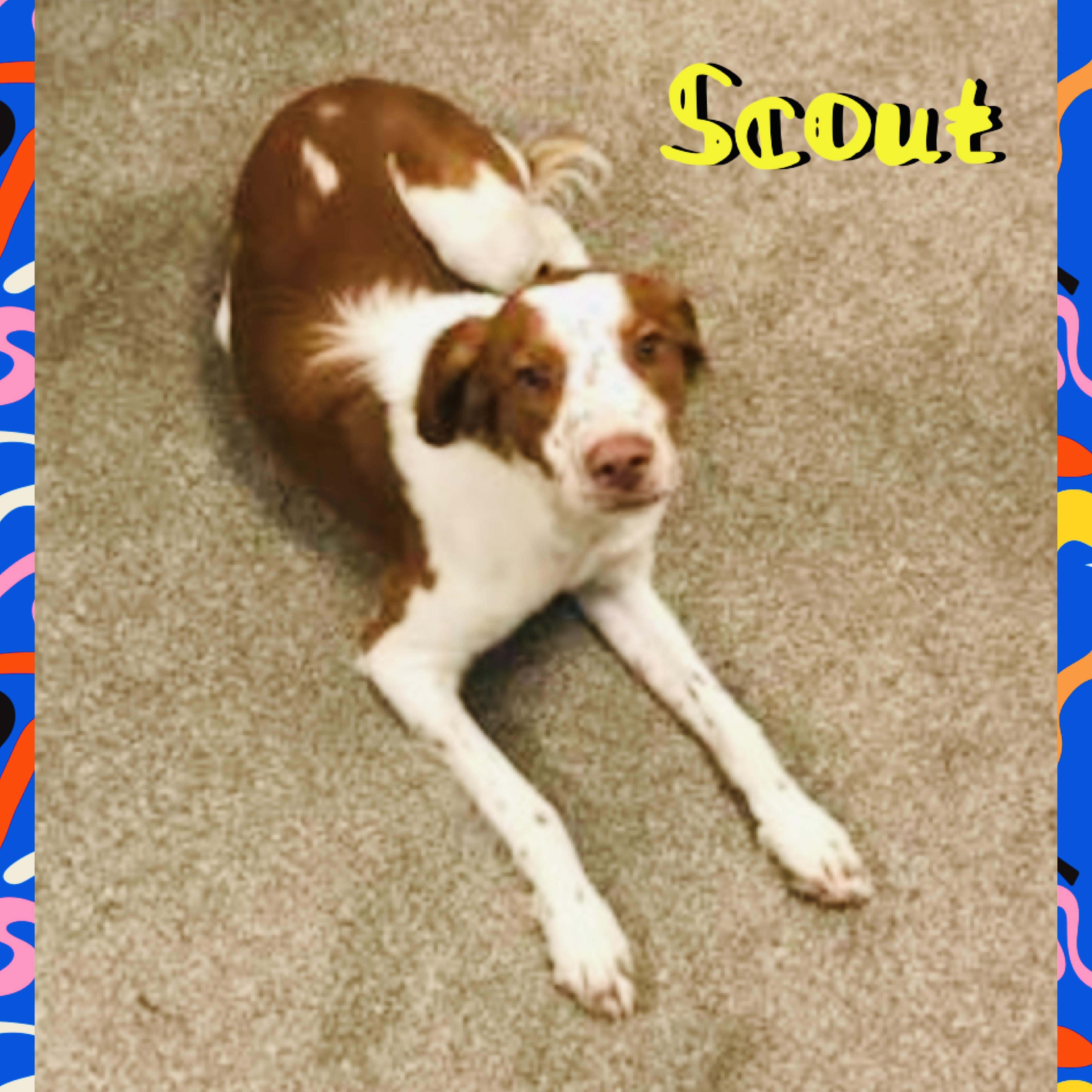 Scout, a ADOPTABLE Brittany Spaniel in Red Lodge, MT image 4/4