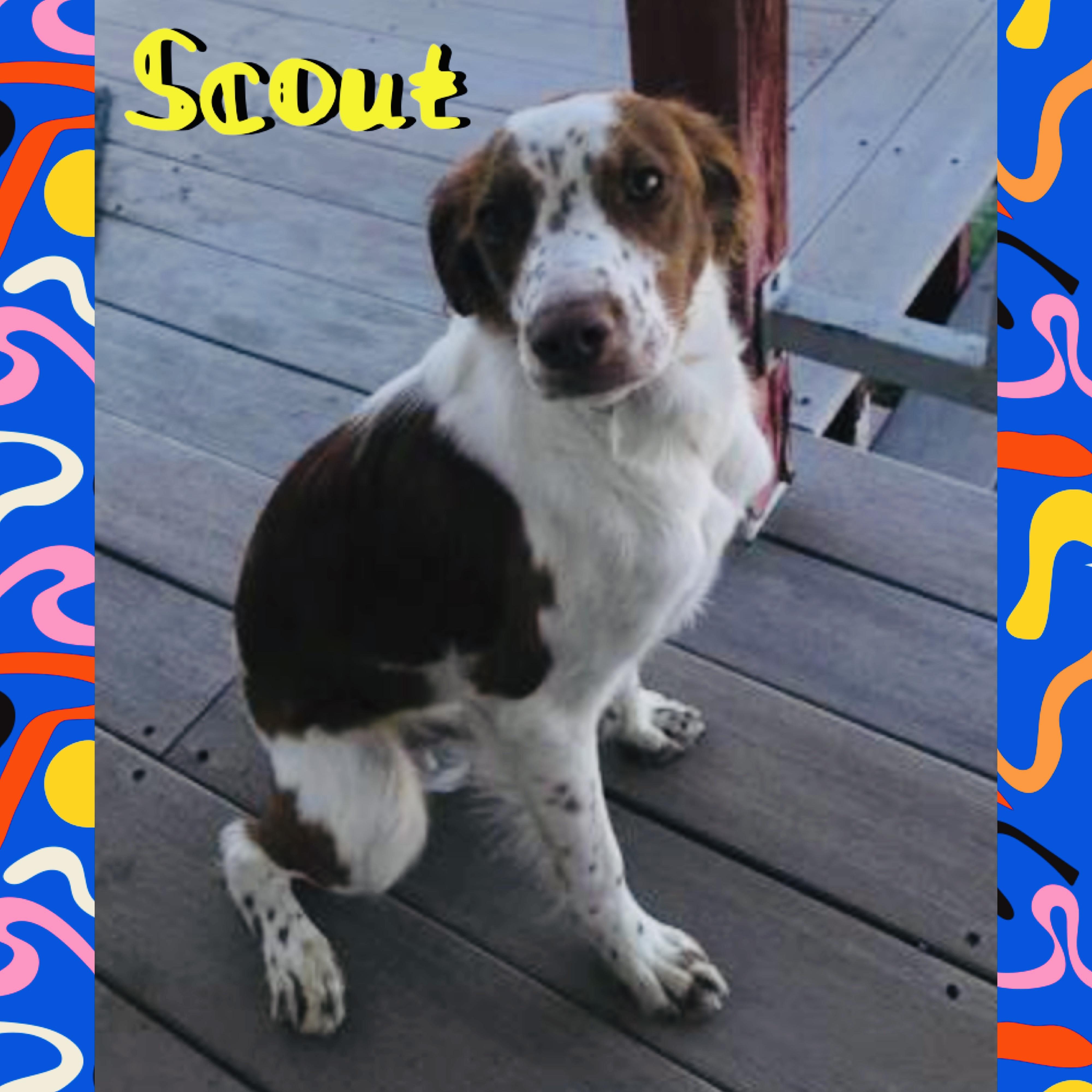 Scout, ADOPTABLE, Young Male Brittany Spaniel.