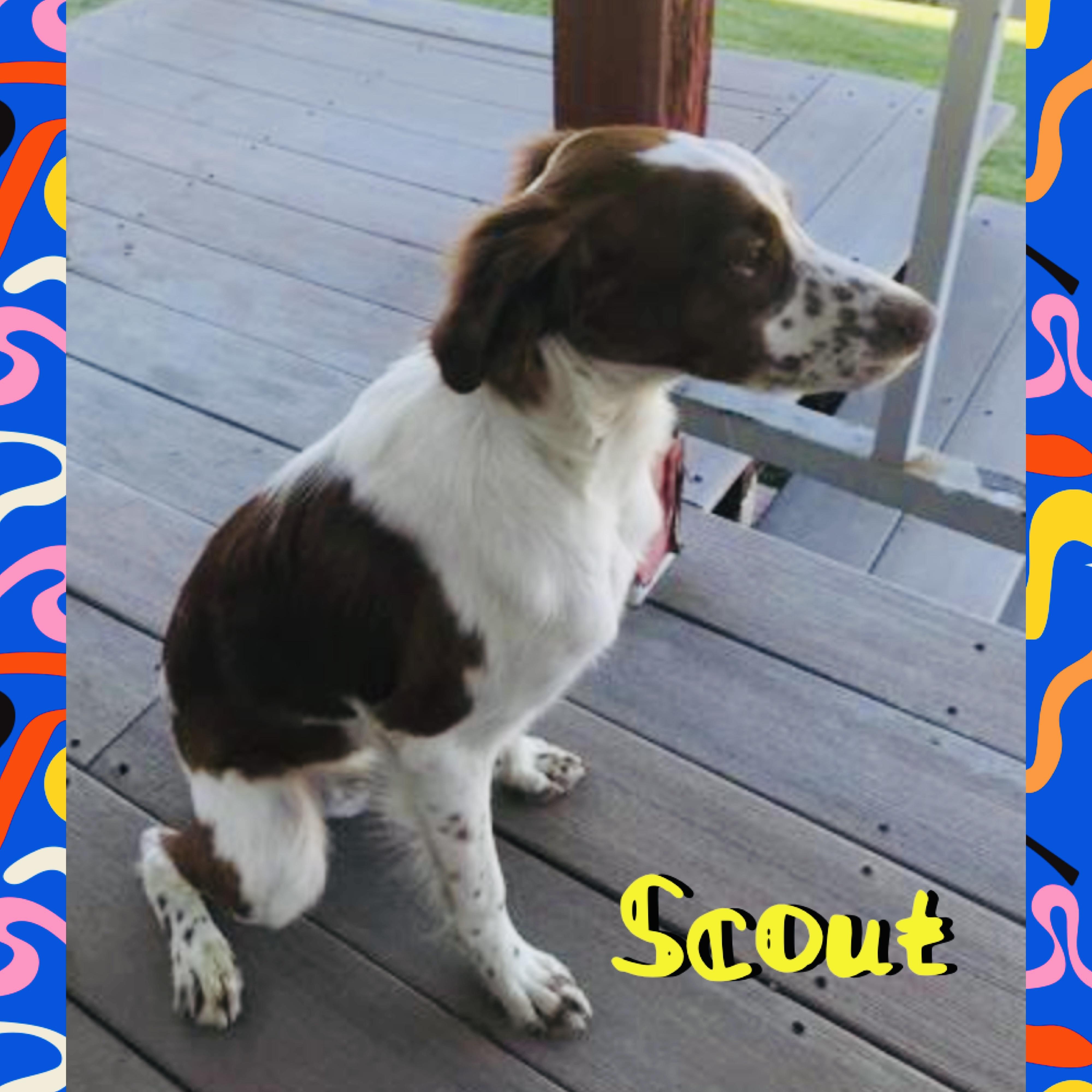Scout, a ADOPTABLE Brittany Spaniel in Red Lodge, MT image 3/4