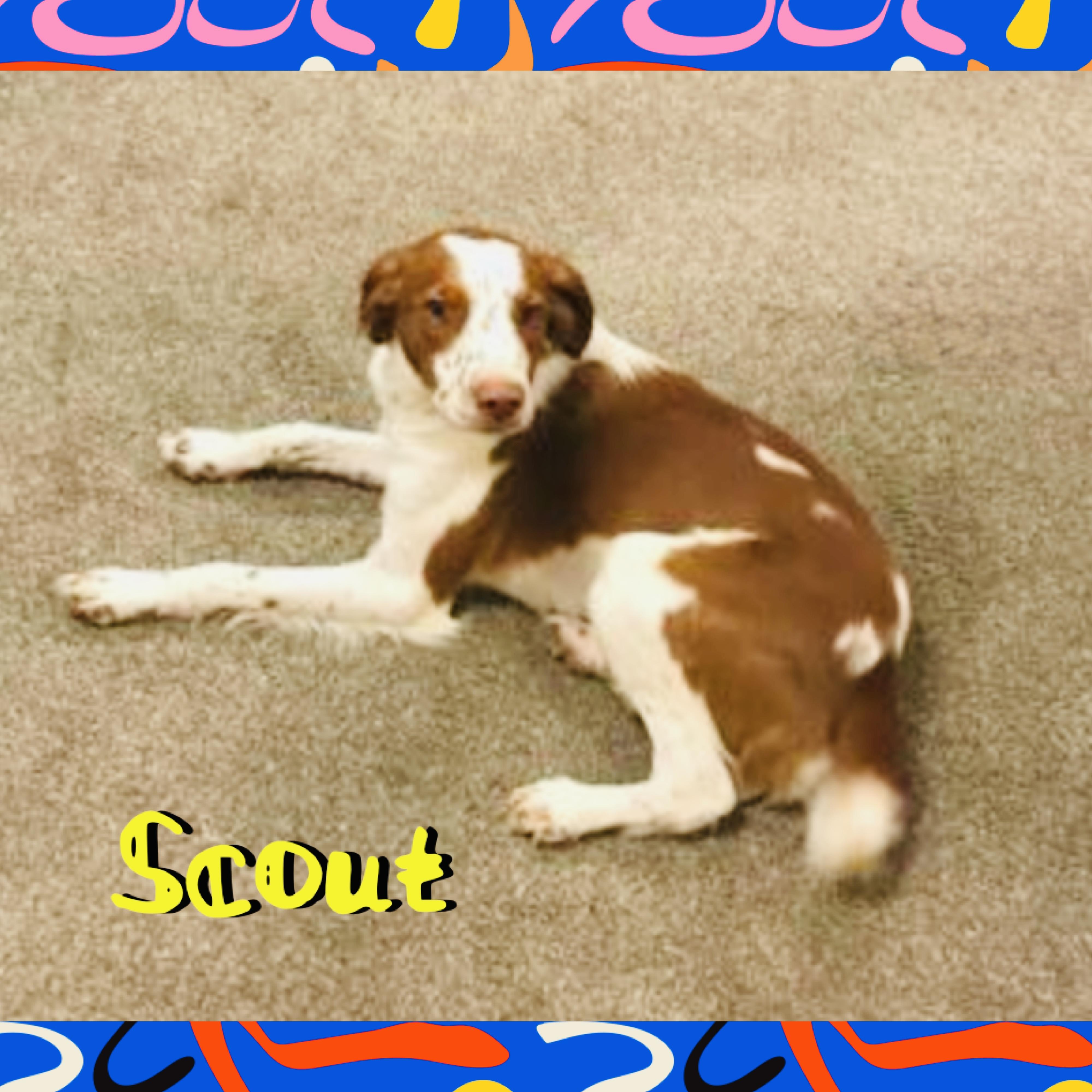 Scout, a ADOPTABLE Brittany Spaniel in Red Lodge, MT image 2/4