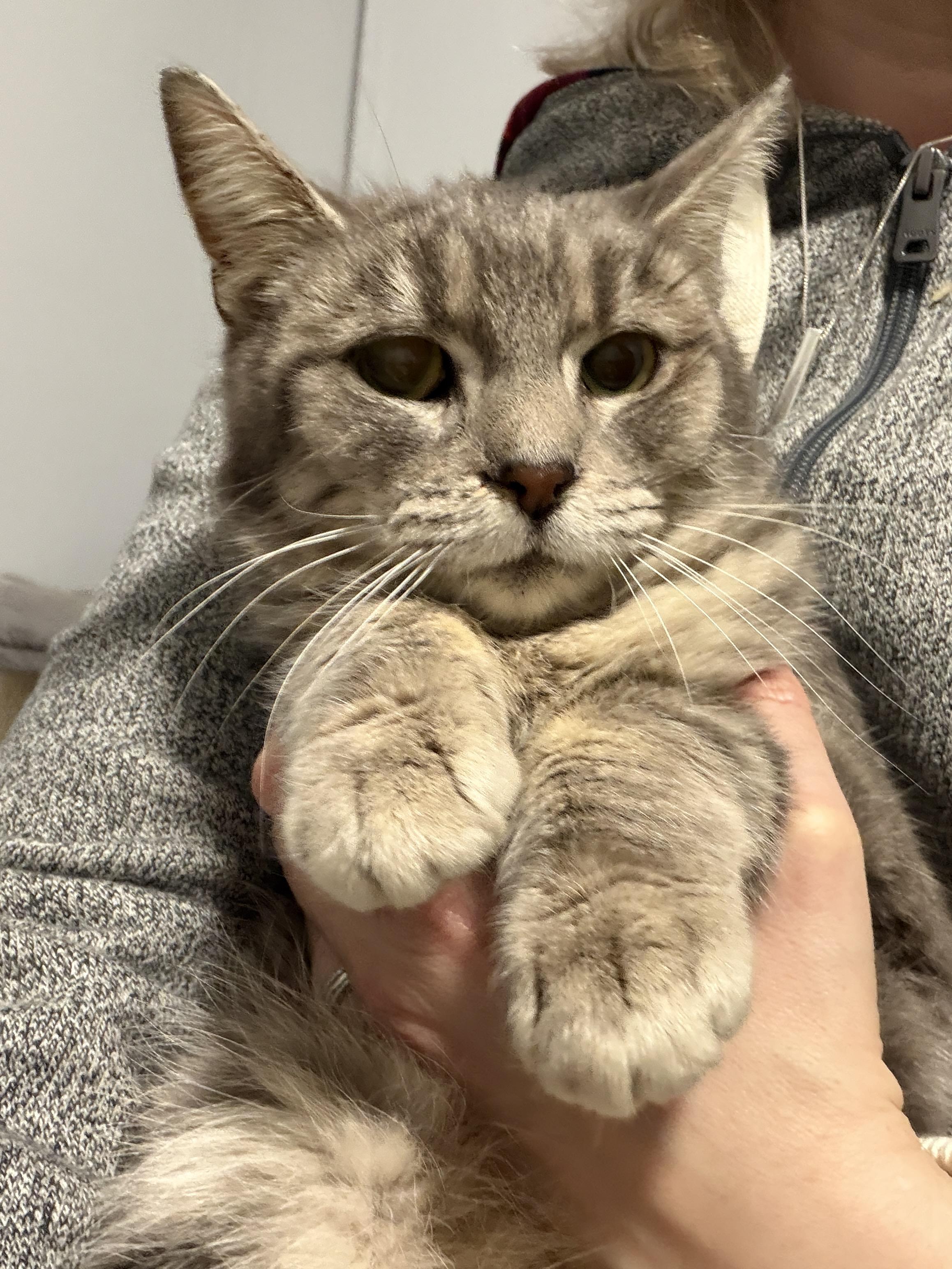 Enlarge Tsaritsa, a Adoptable Domestic Short Hair in Pickering, ON image 1/4